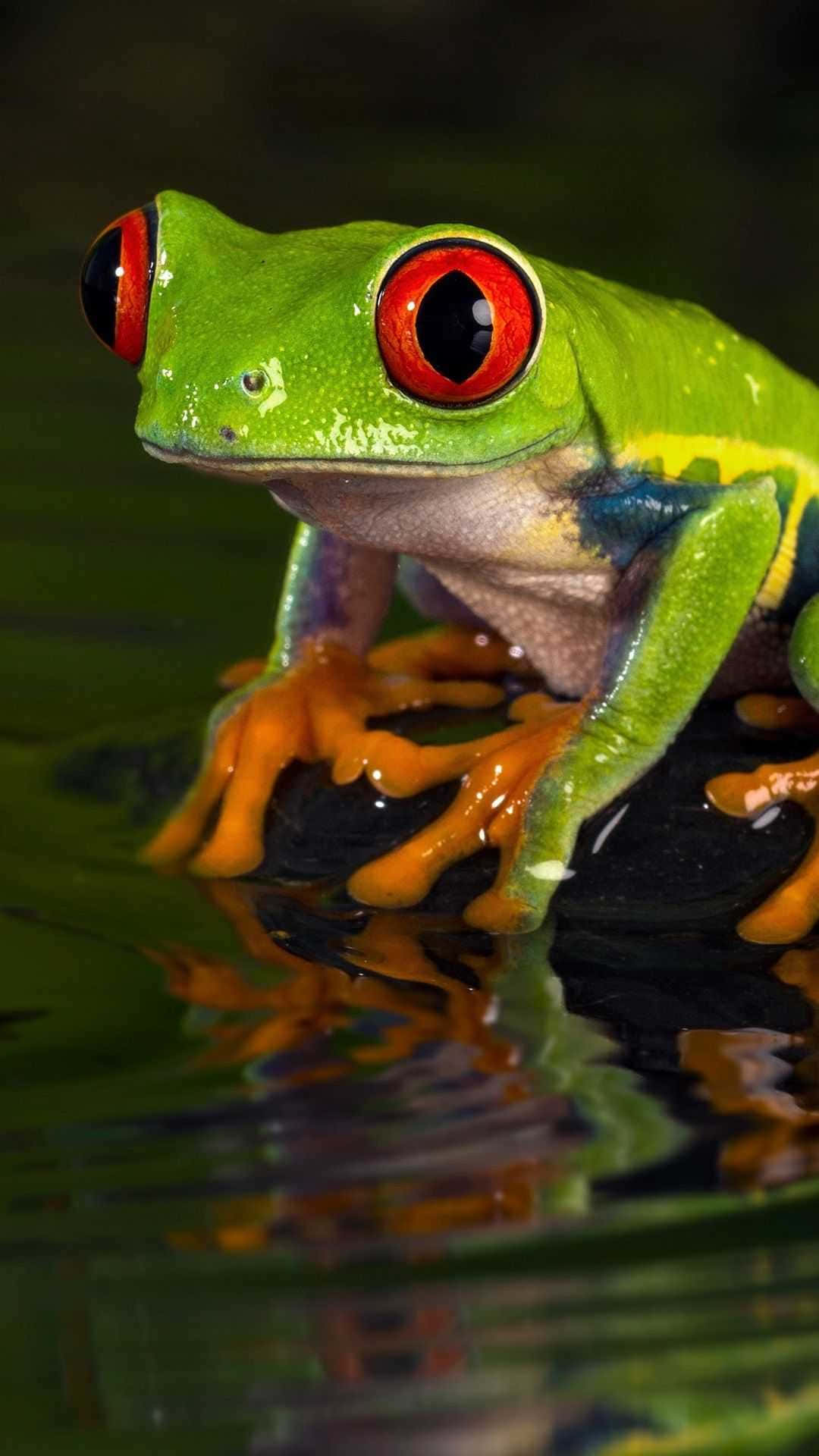 “A fun-loving sight of a happy little frog enjoying the natural surroundings.”