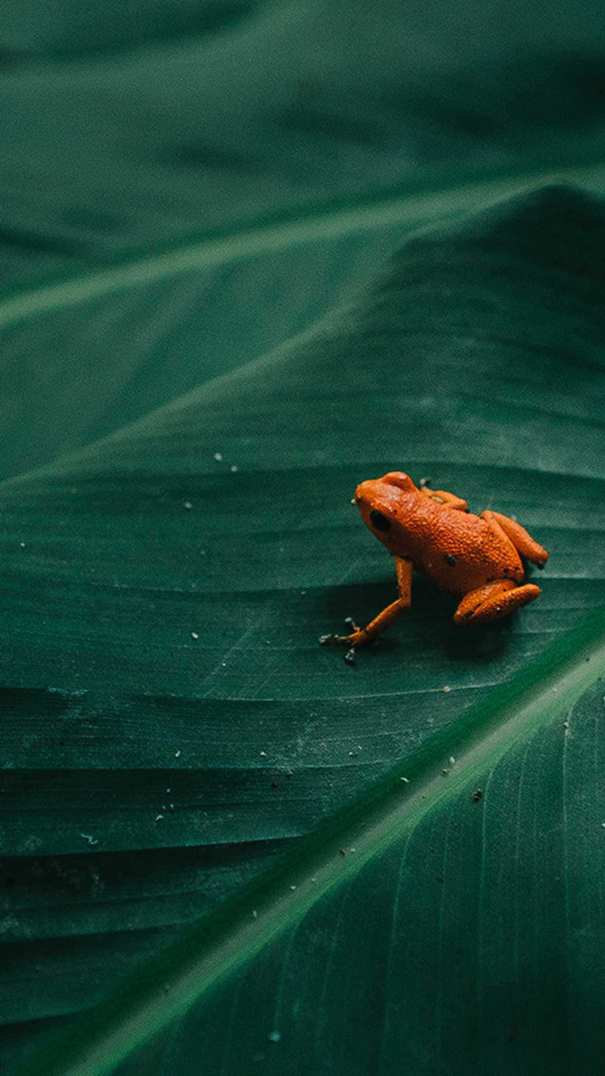 A Frog Sitting On Top Of A Leaf
