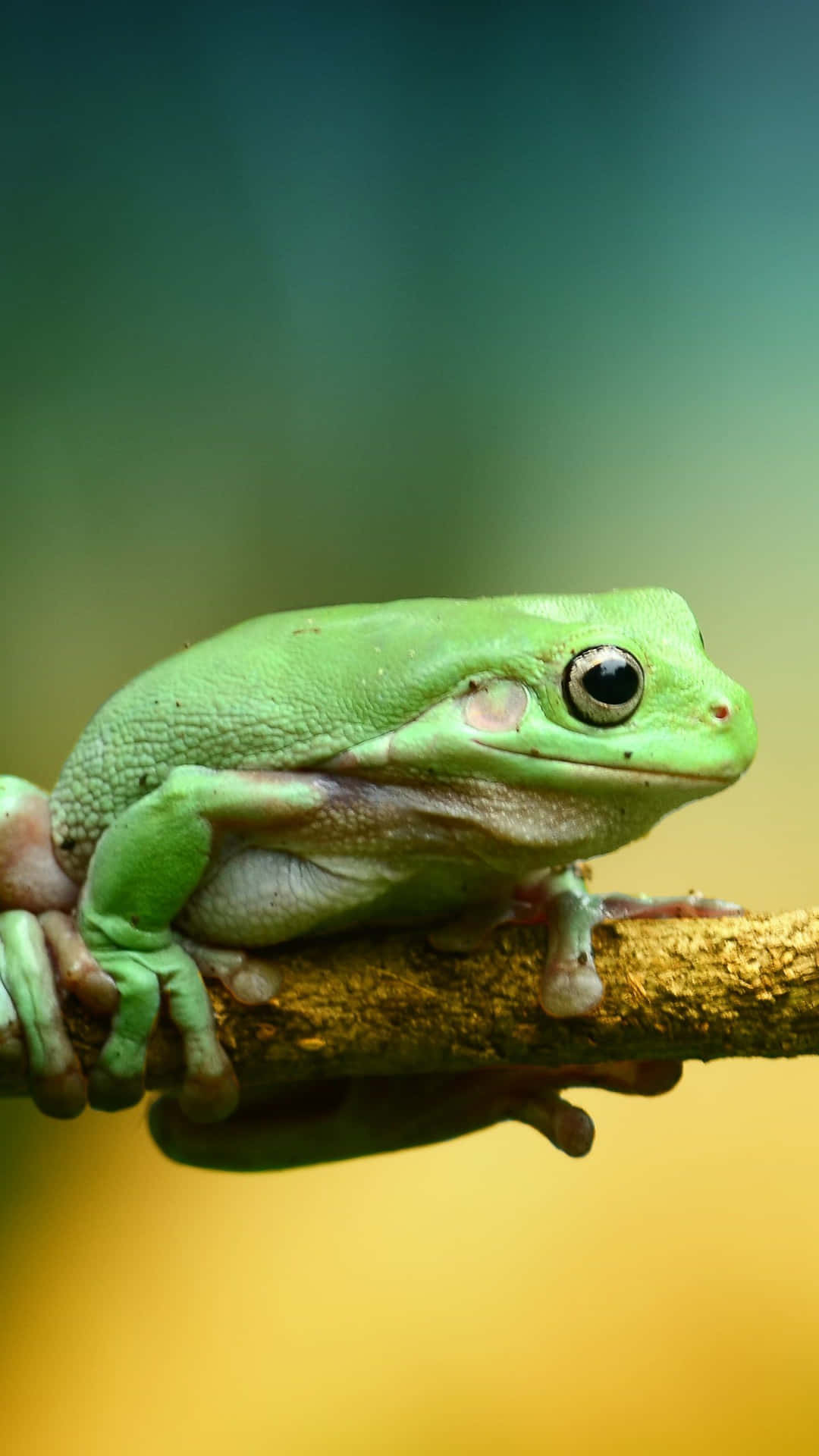 A Bright-Eyed Frog
