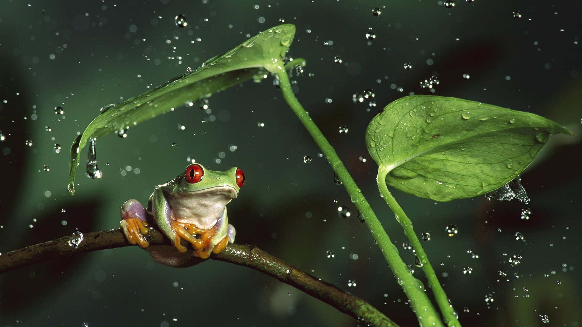This cute frog is too adorable not to love