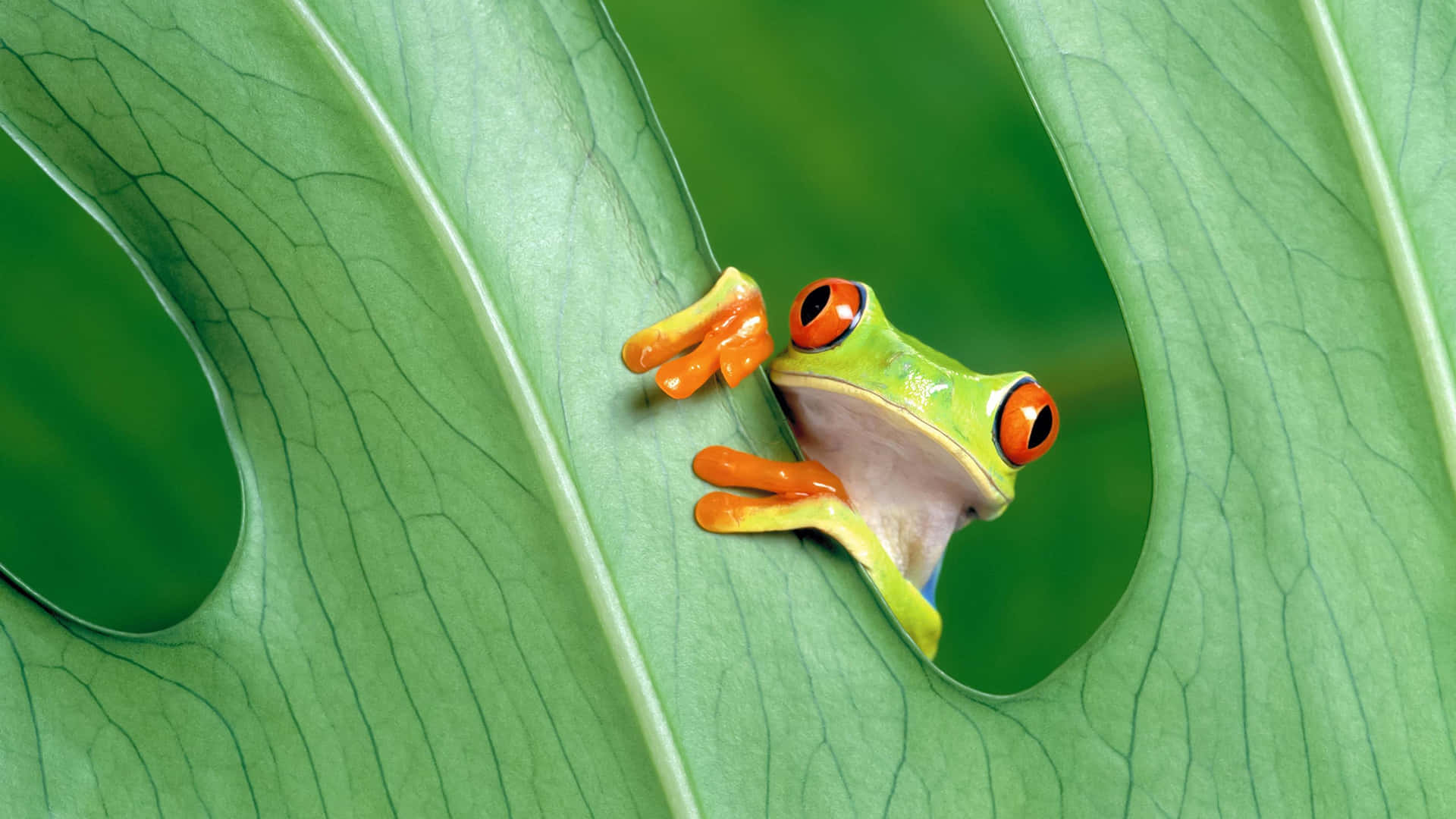 Feel the Joy of Nature with this Cute Frog