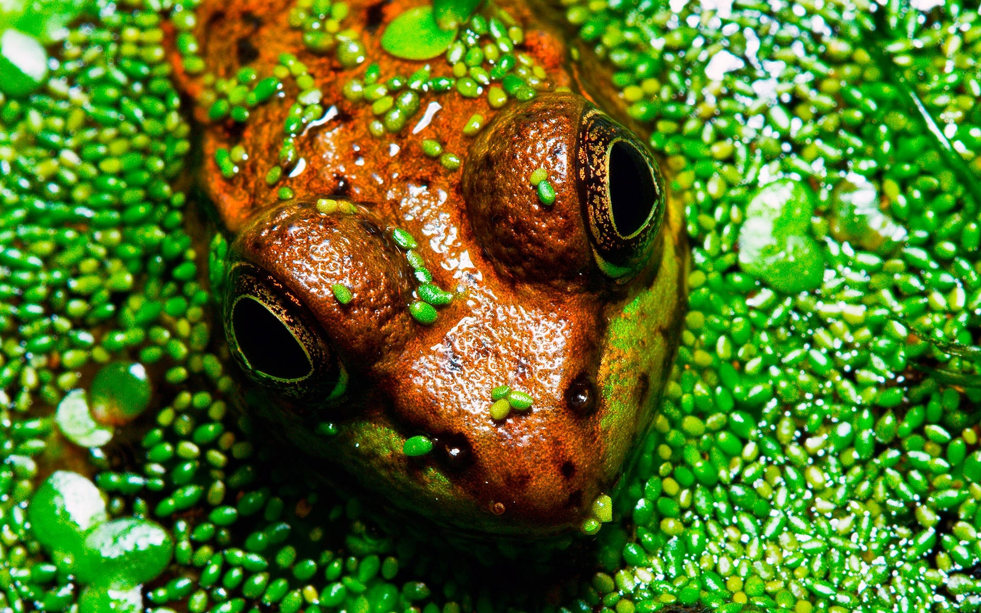 Cute Frog And Duckweed Plants Wallpaper