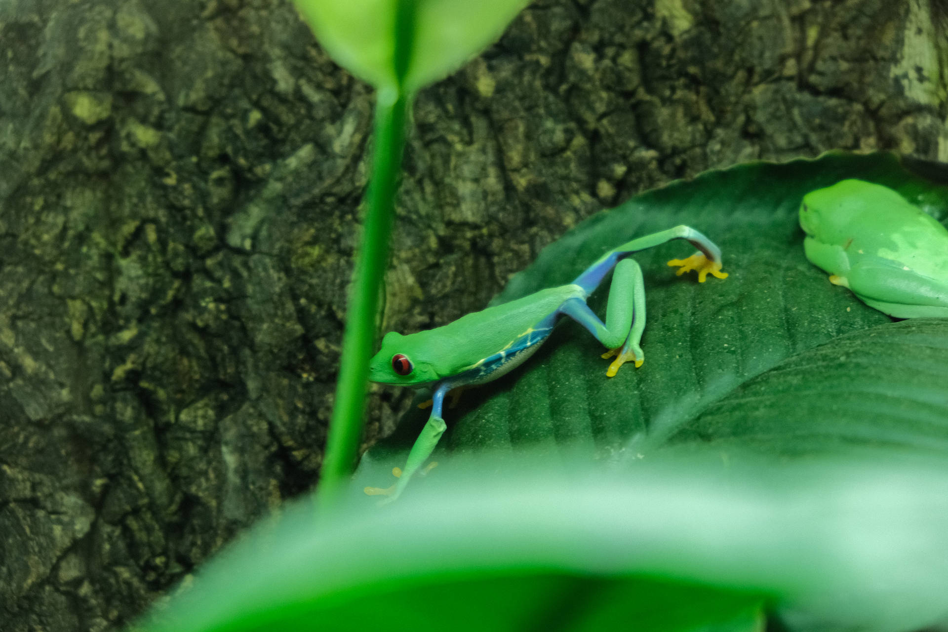 Cute Frog And Green Leaf