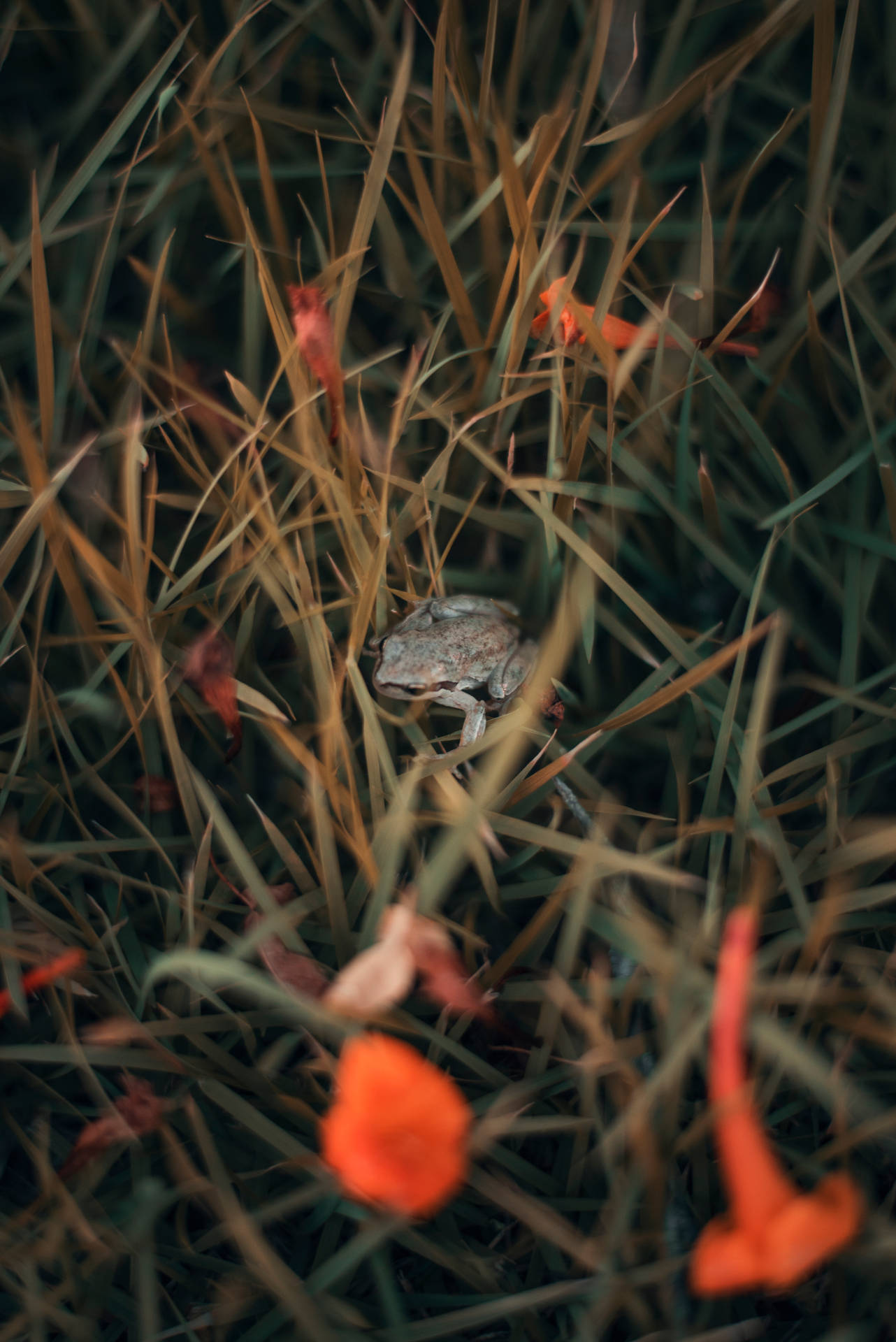 Cute Frog And Tall Grass