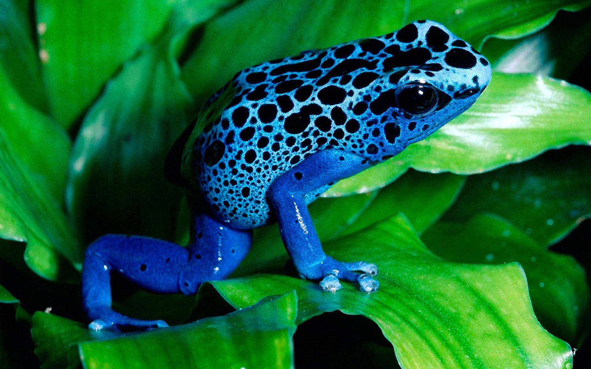 Cute Frog Blue And Black Spots Wallpaper
