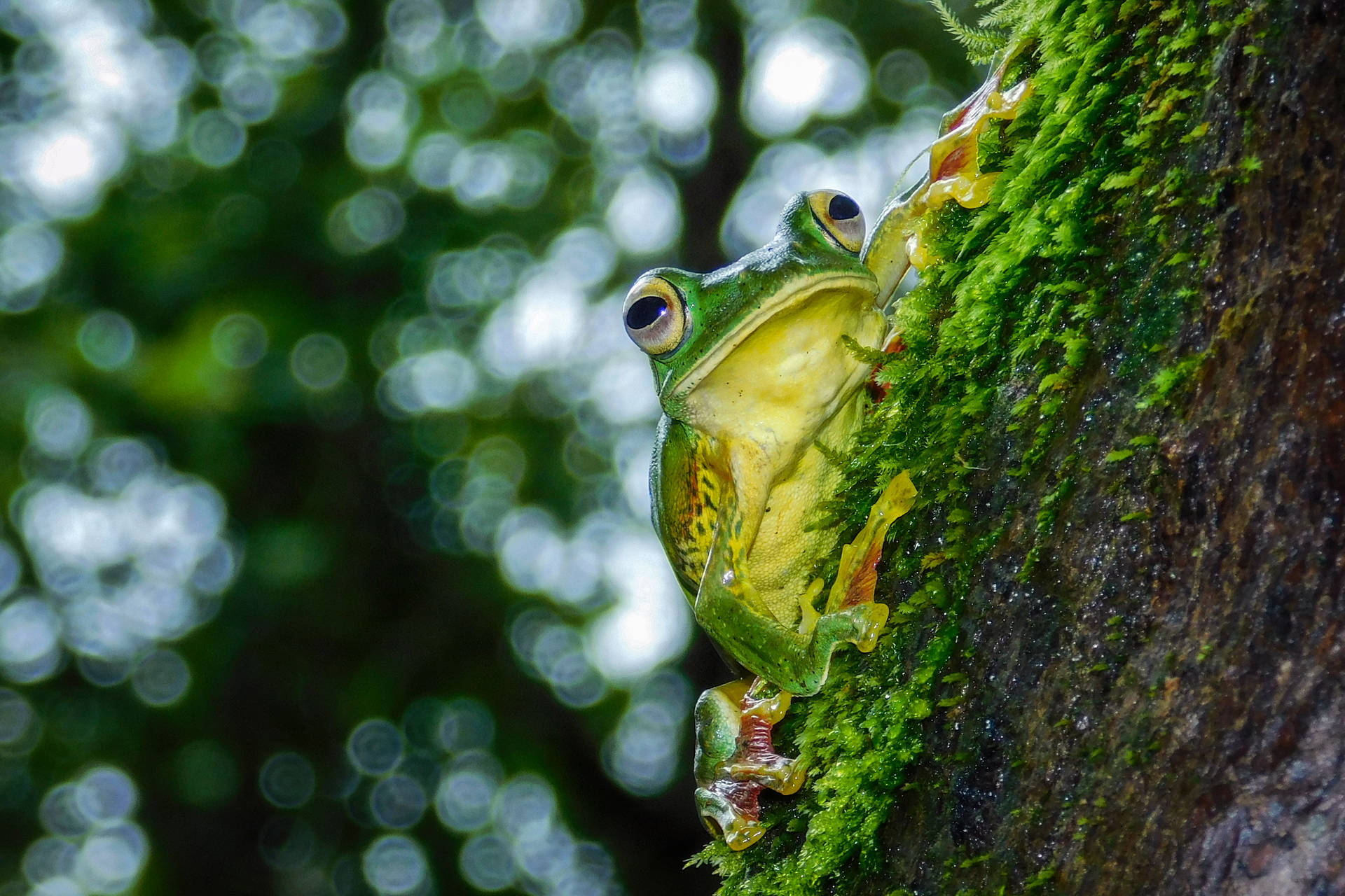 Cute Frog Climbing A Tree Wallpaper