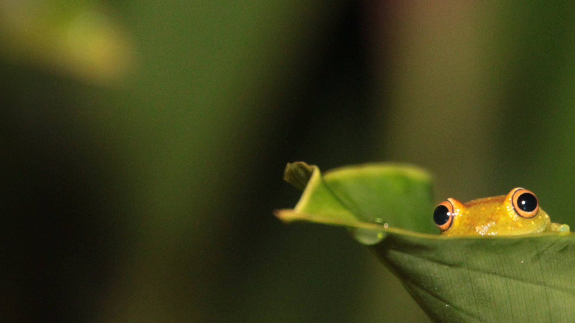 Cute Frog Hiding Inside A Leaf Wallpaper