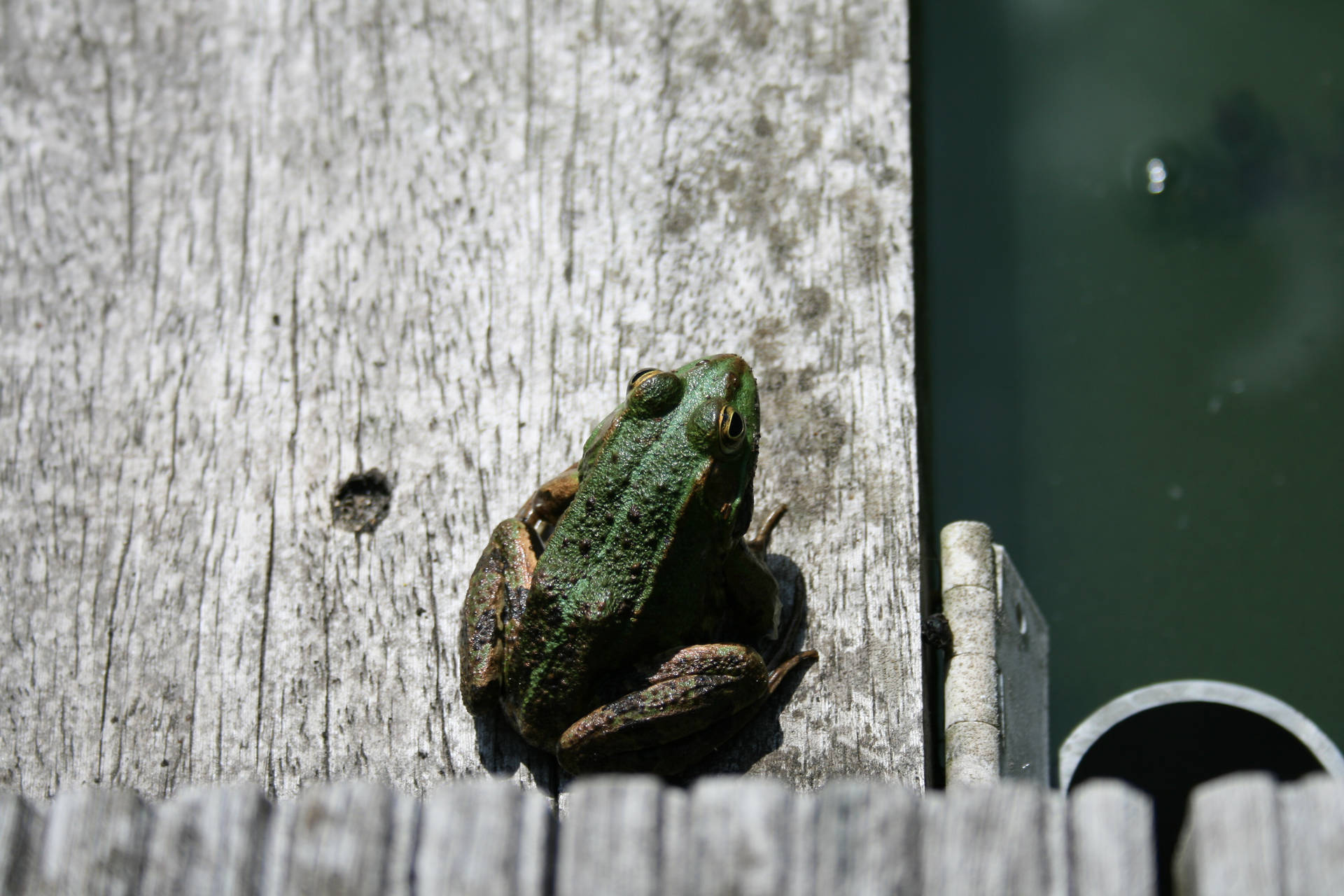 Cute Frog On Grey Wood
