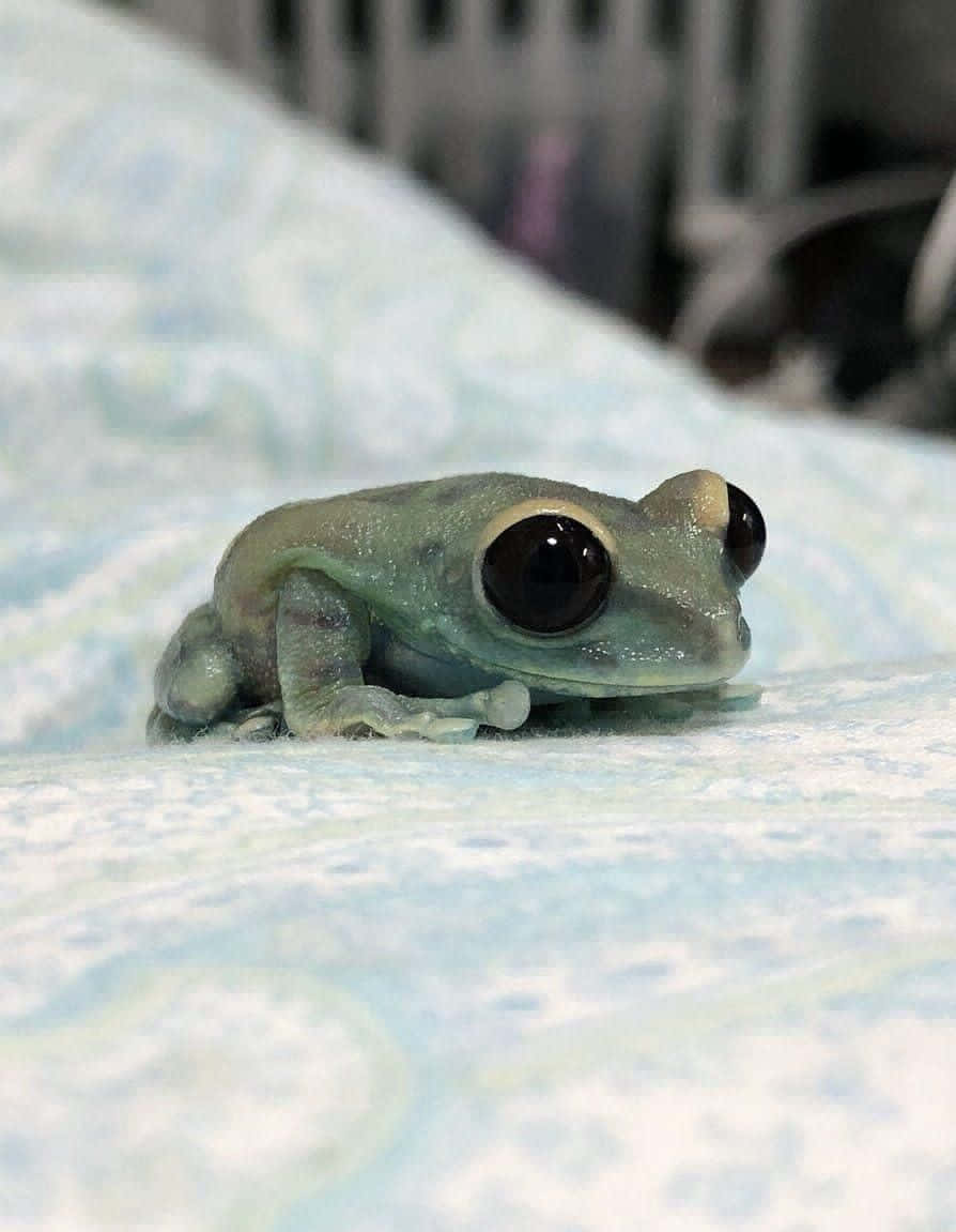 Cute Frog Pictures