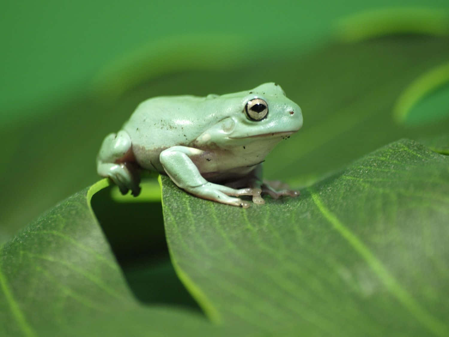 Cute Frog Pictures