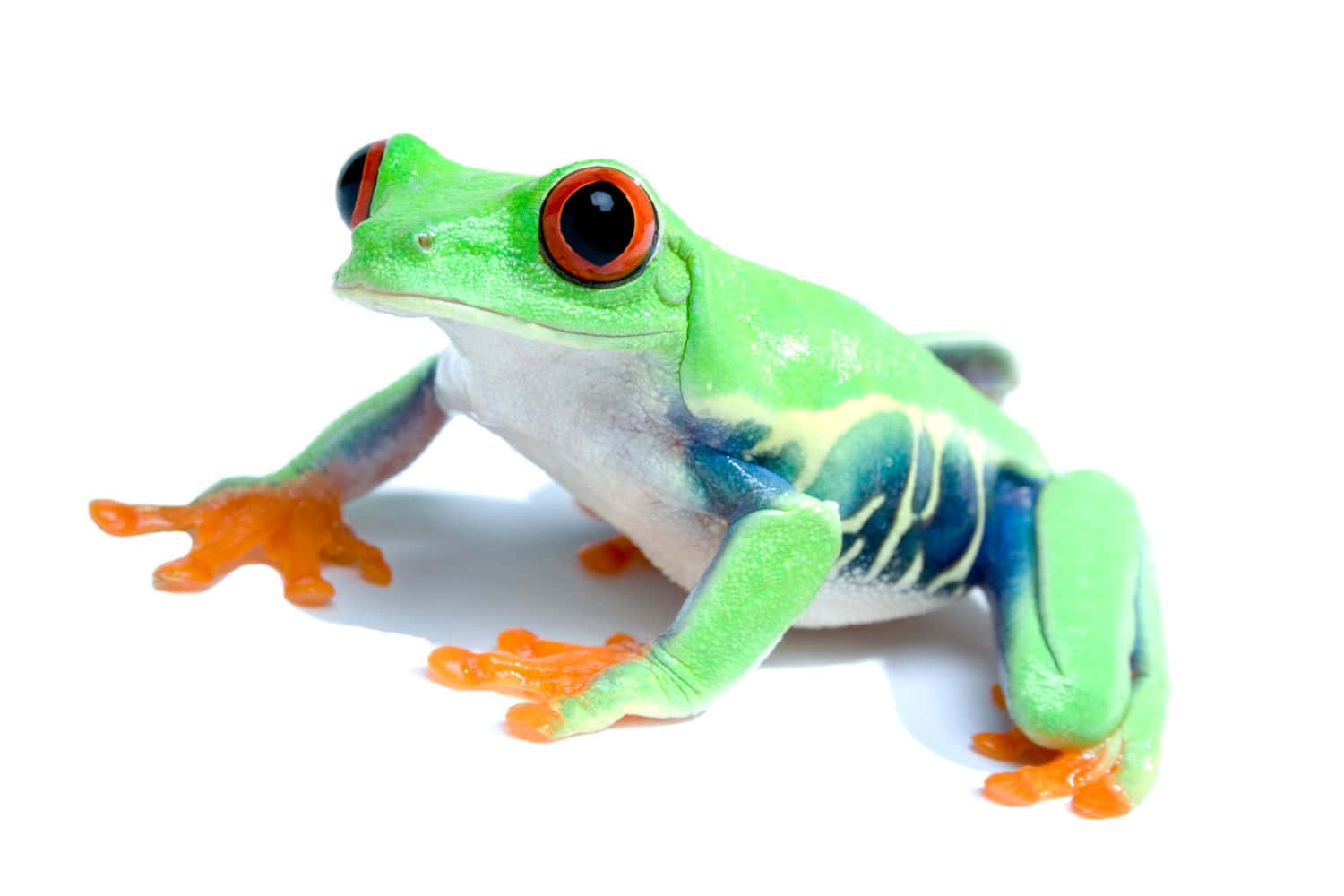 Cute Frog Pictures