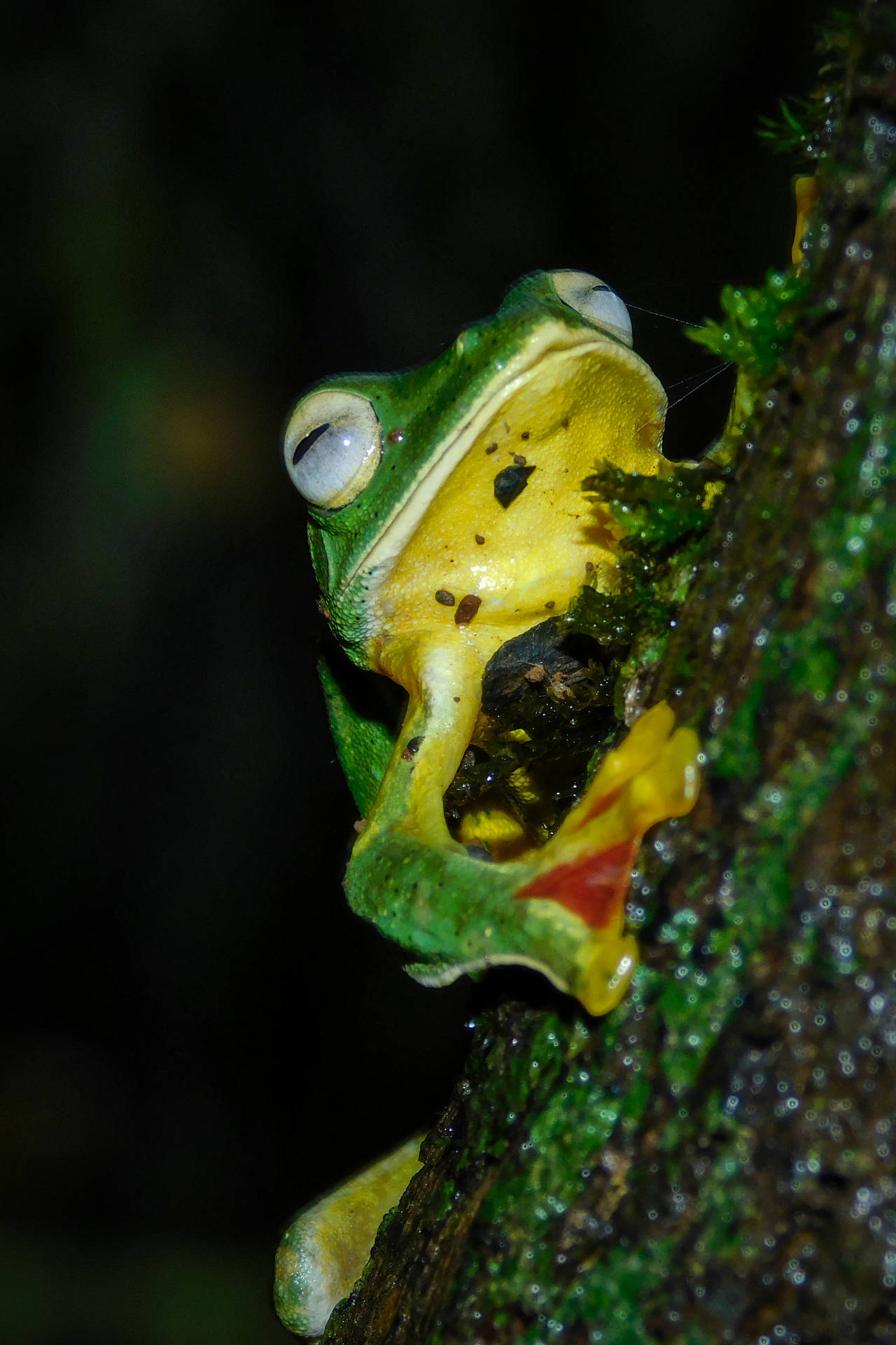 Cute Frog Sleeping On A Tree Wallpaper