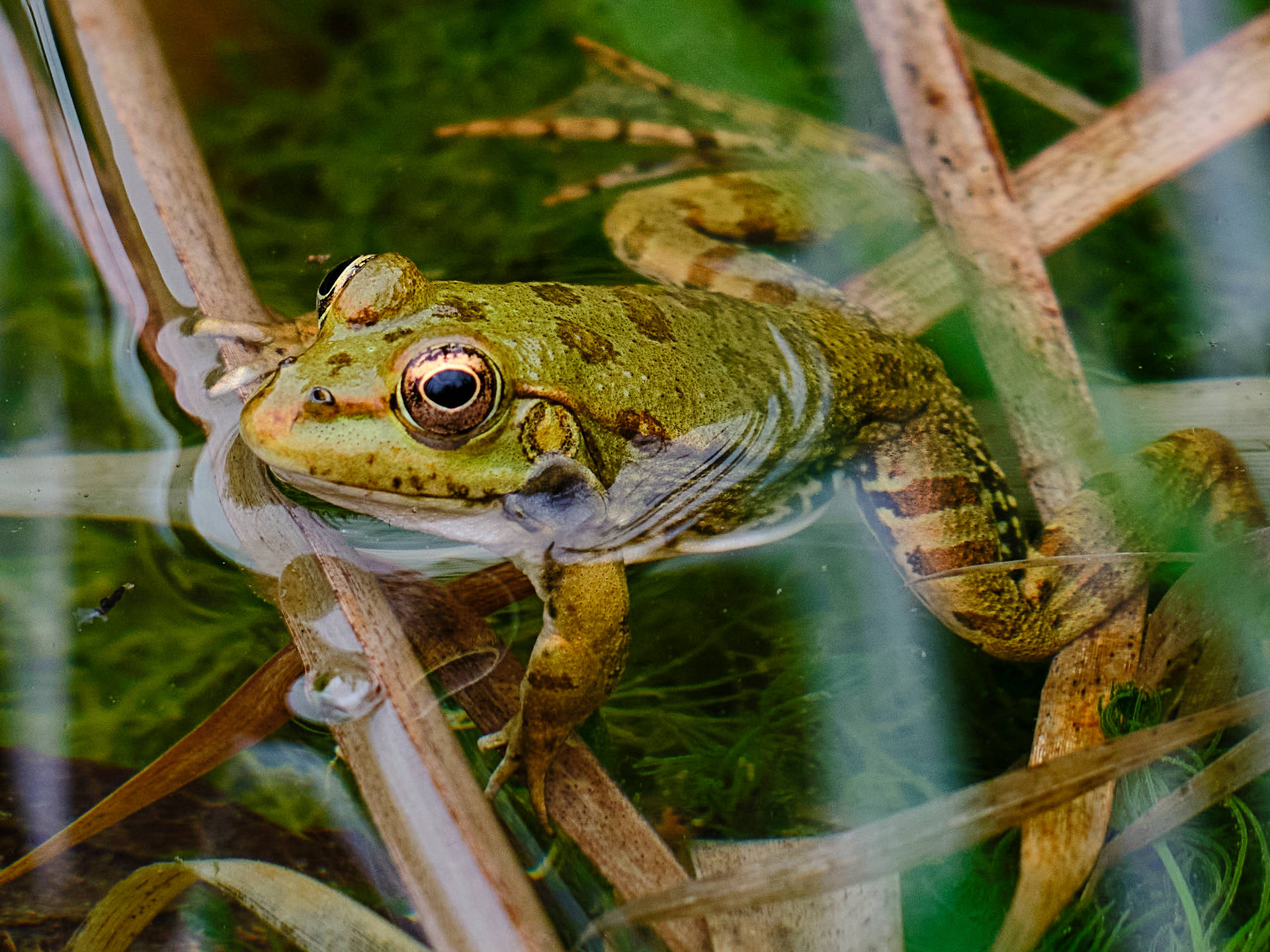 Cute Frog Swimming In Water Wallpaper