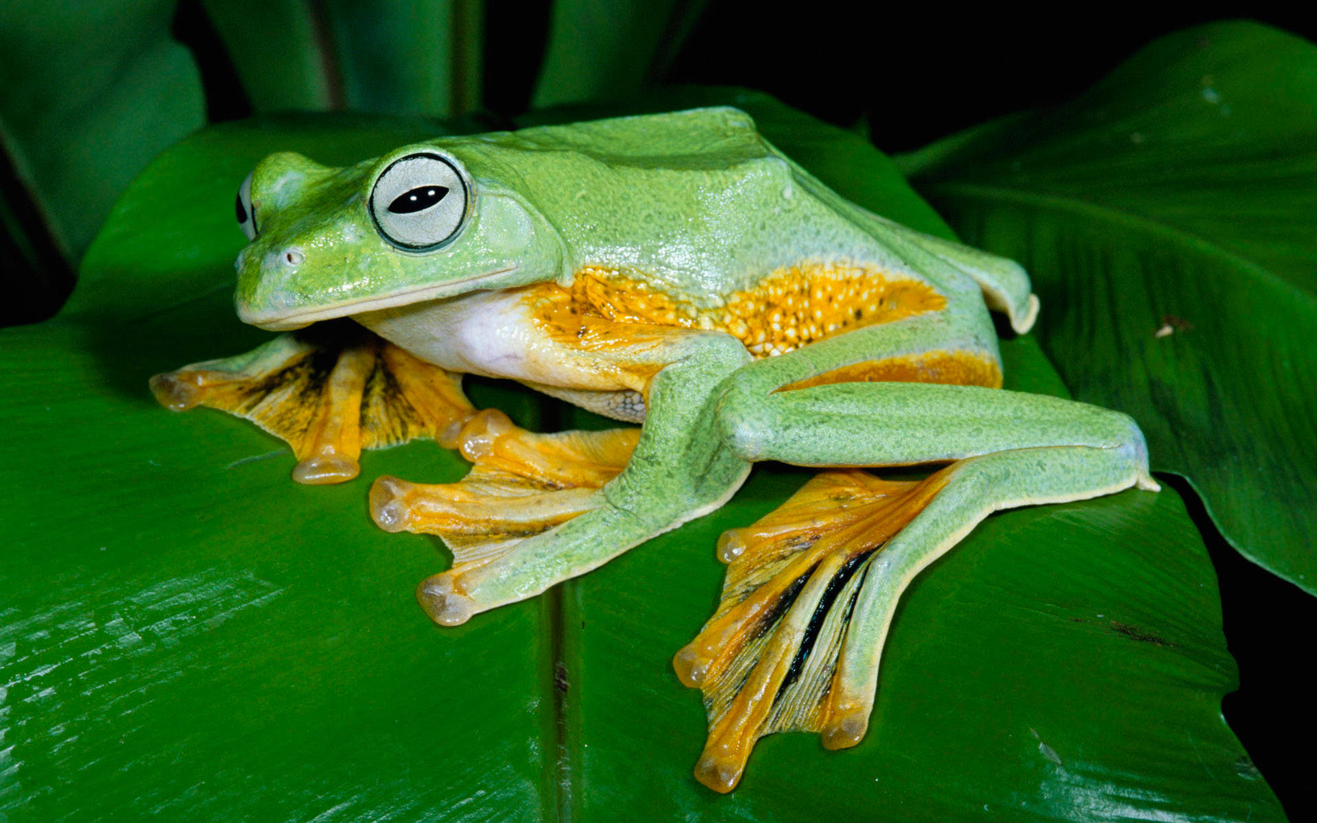 Cute Frog With Black Slit Eyes Wallpaper