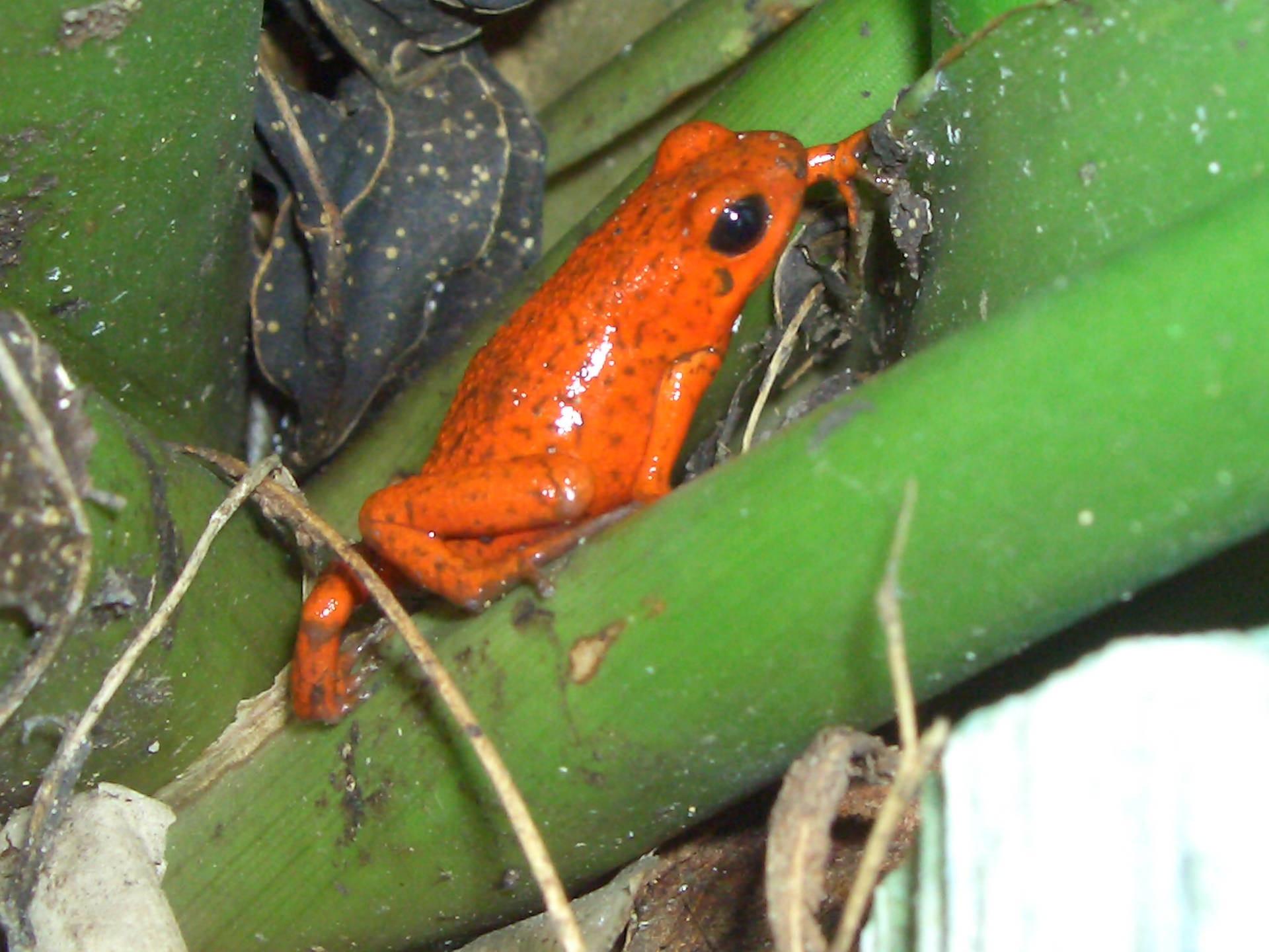 Cute Frog With Bright Orange Skin Wallpaper