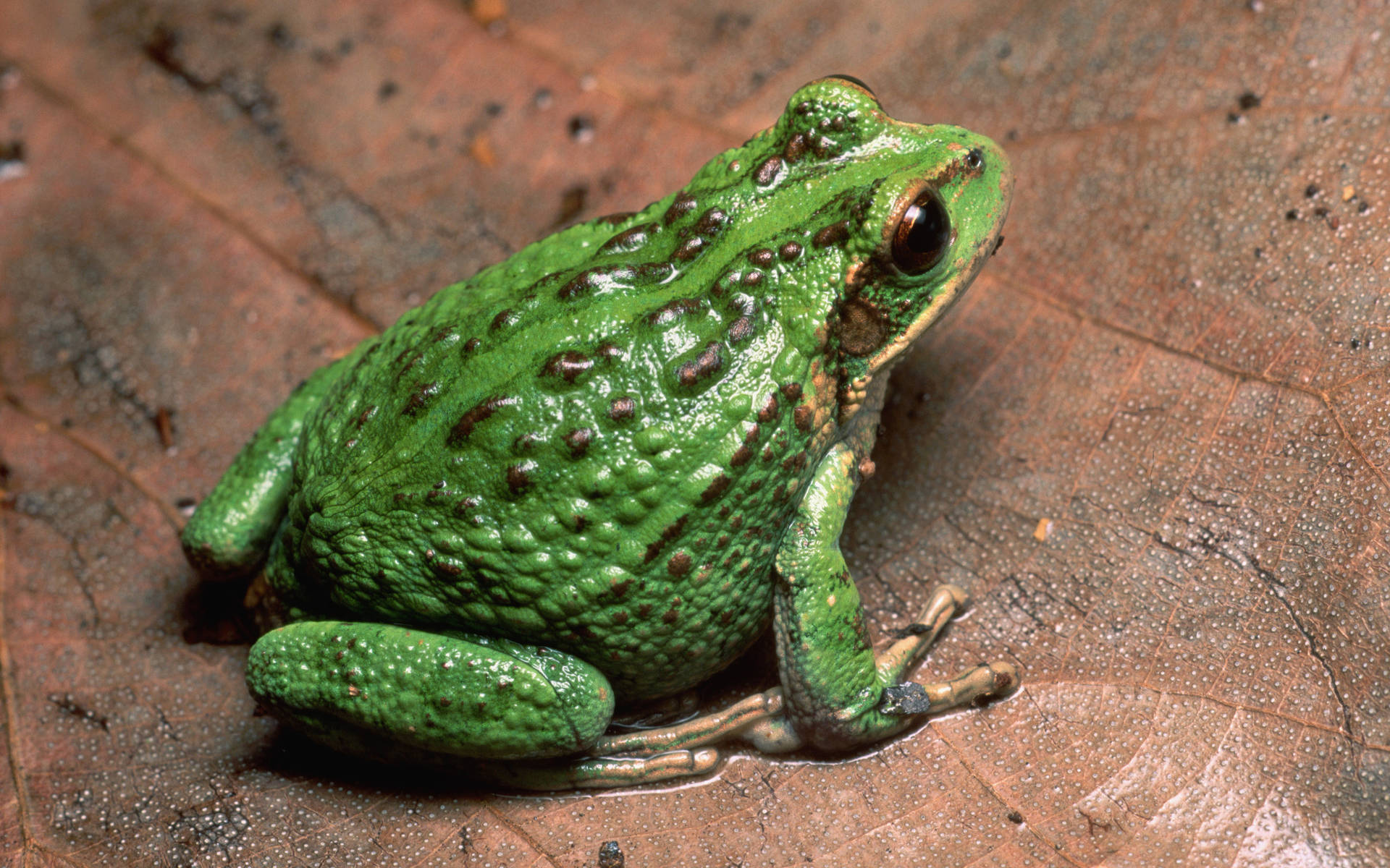 Cute Frog With Bumpy Green Skin Wallpaper