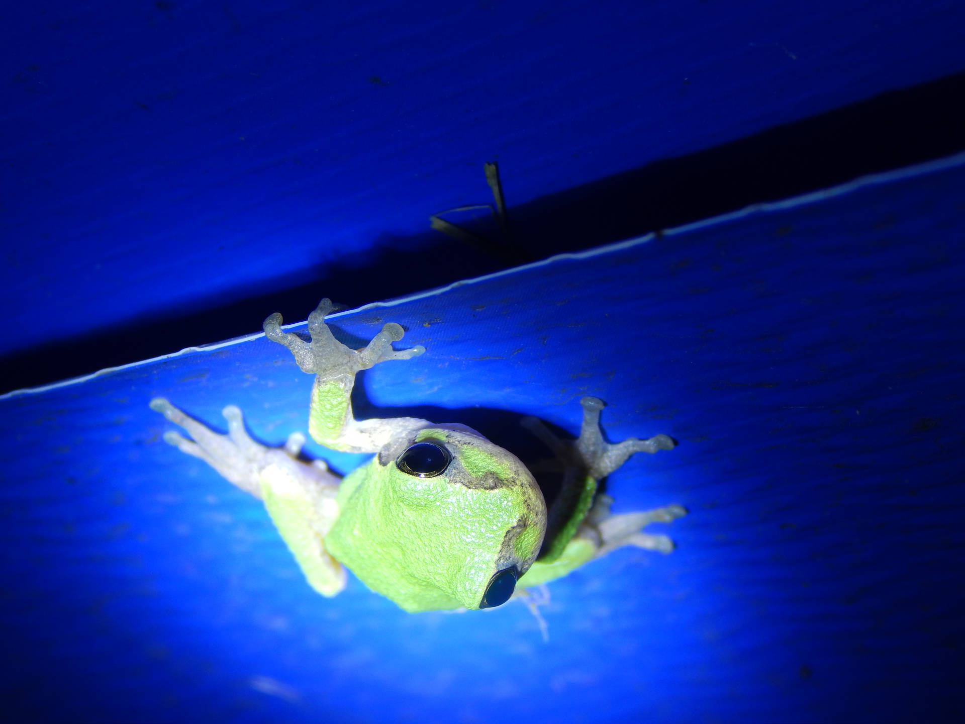 Cute Frog With Glowing Green Skin