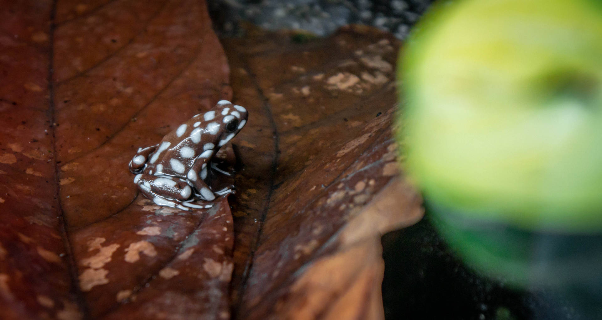 Cute Frog With Milky White Dots