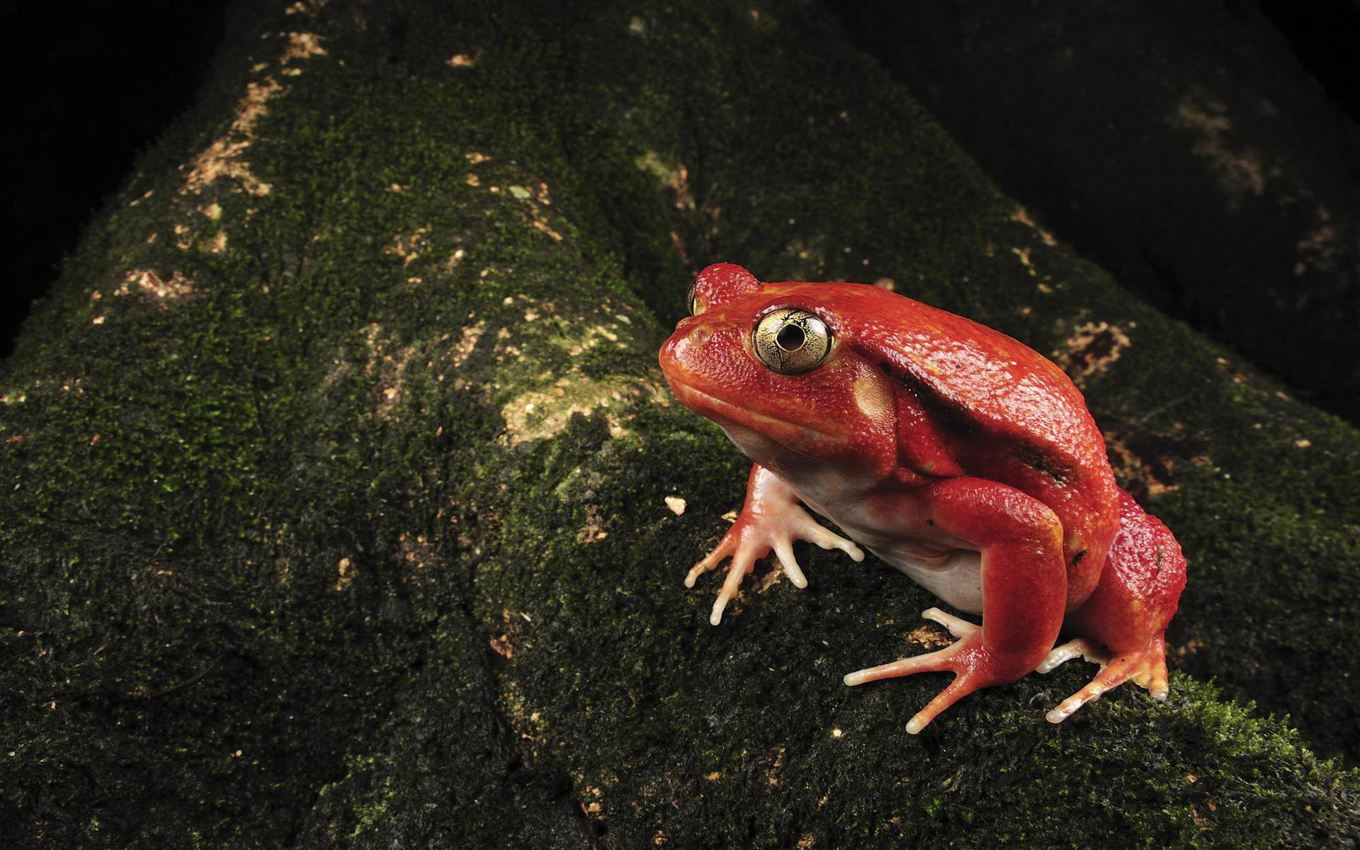 Download Cute Frog With Red Skin Wallpaper 