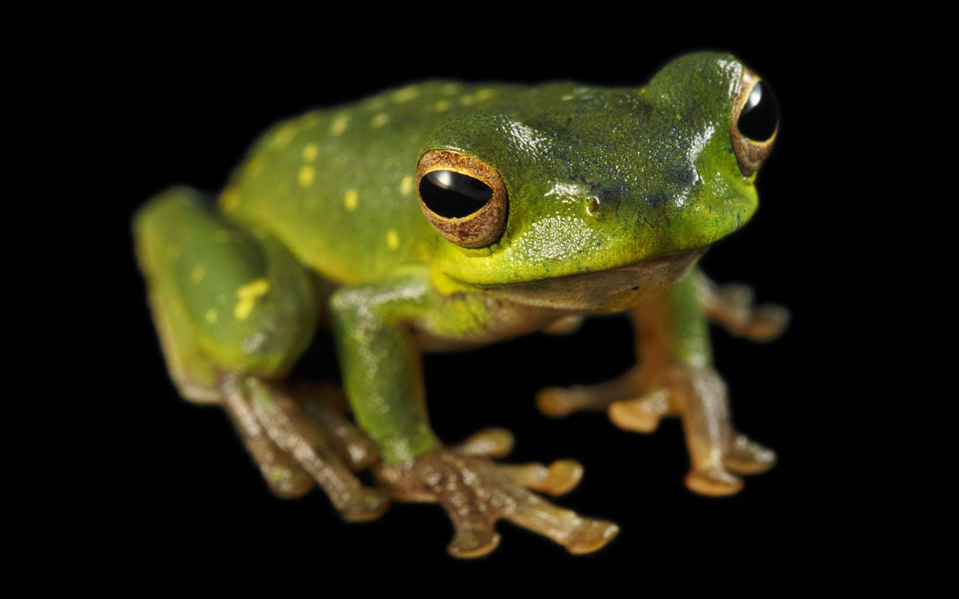 Cute Frog With Shiny Green Skin