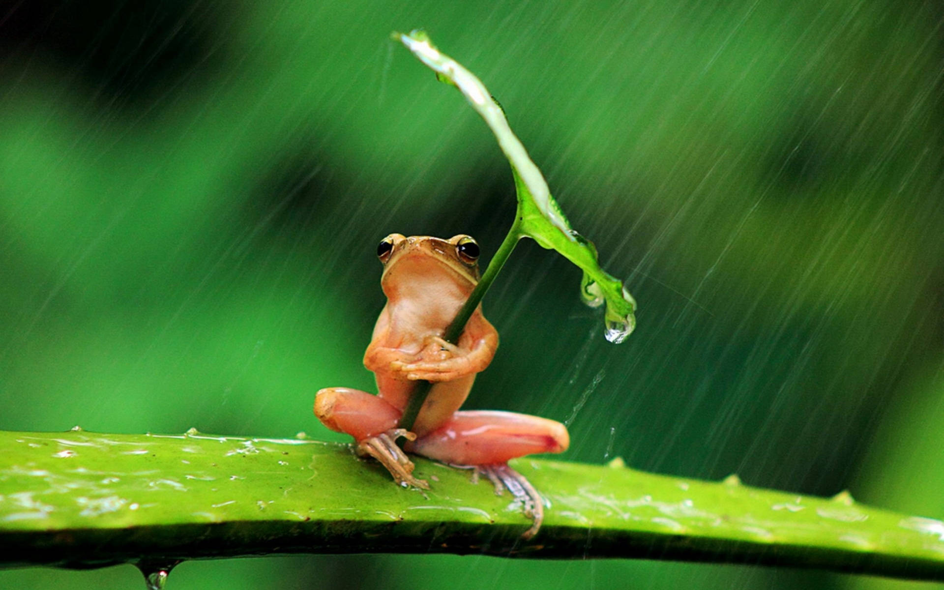 Cute Frog With Umbrella Leaf