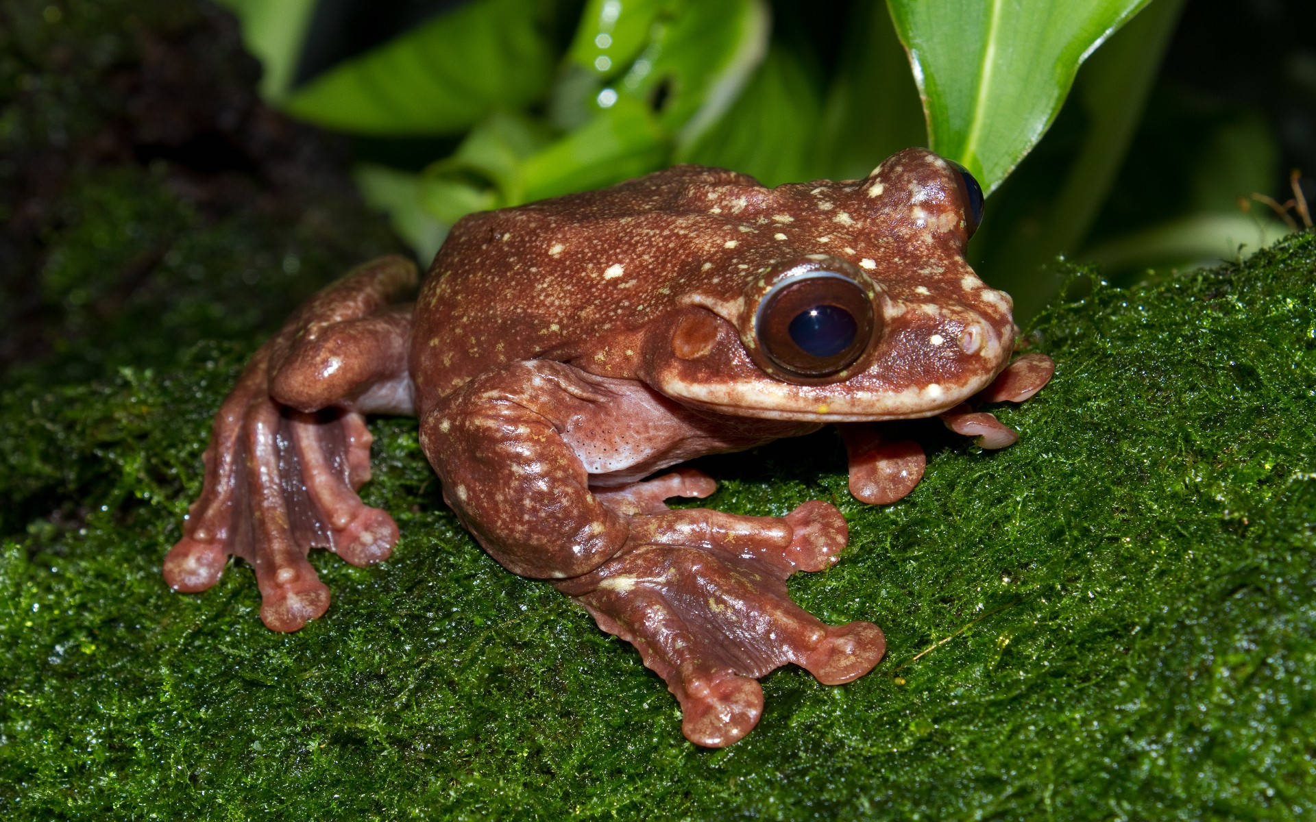 Cute Frog With Webbed Feet Wallpaper