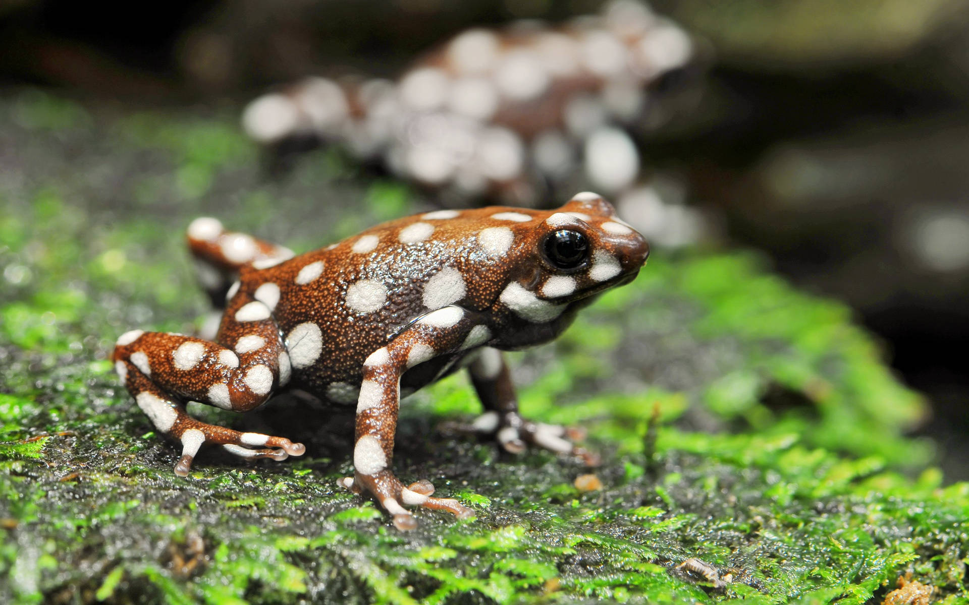 Cute Frog With White Dots