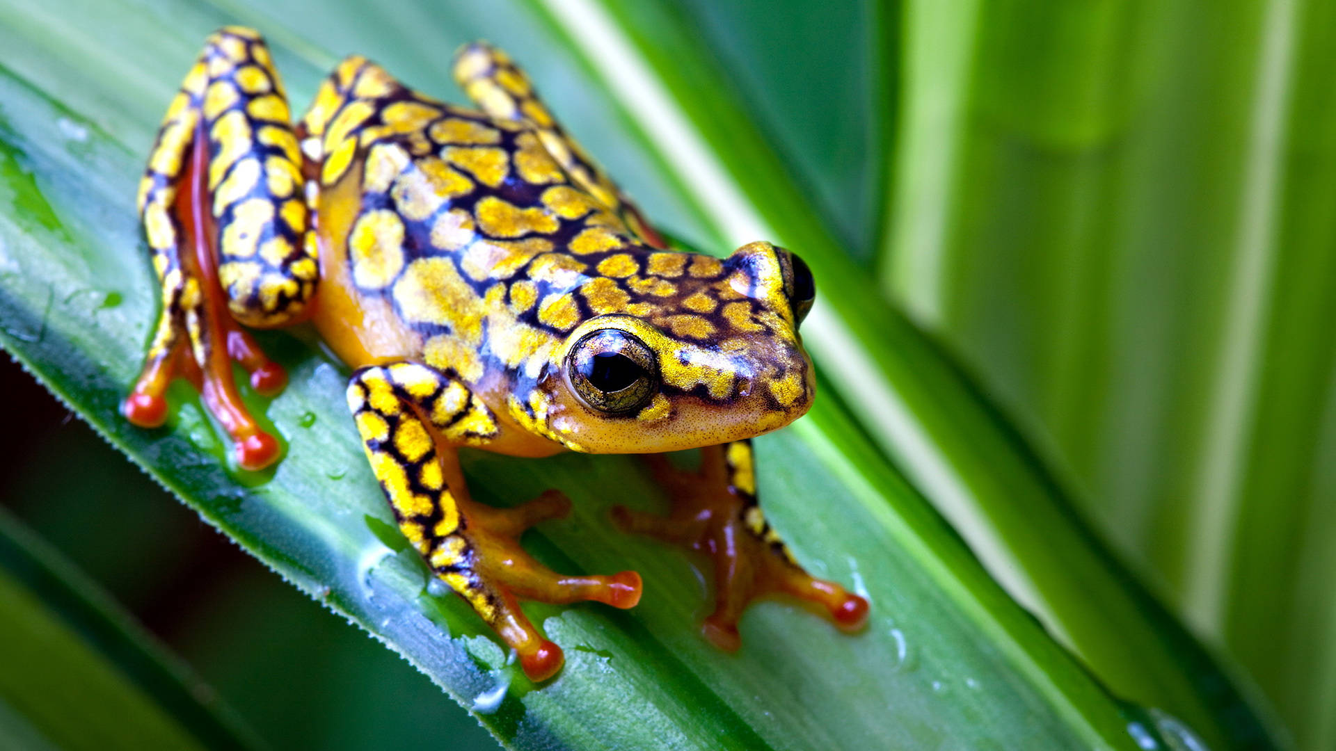 Cute Frog With Yellow Dots Pattern Wallpaper