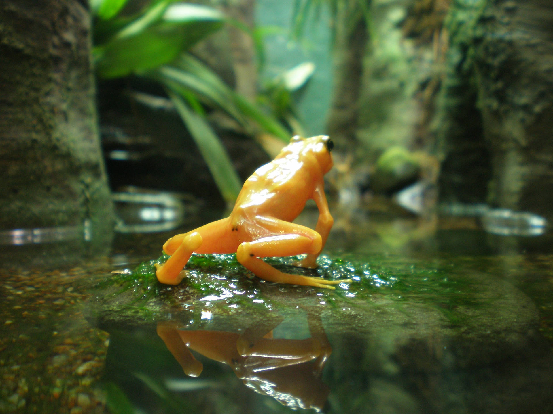 Cute Frog With Yellow Skin Wallpaper