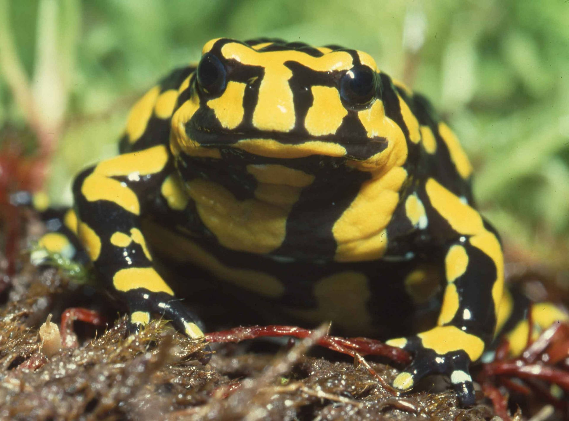 Cute Frog Yellow And Black Patterns Wallpaper