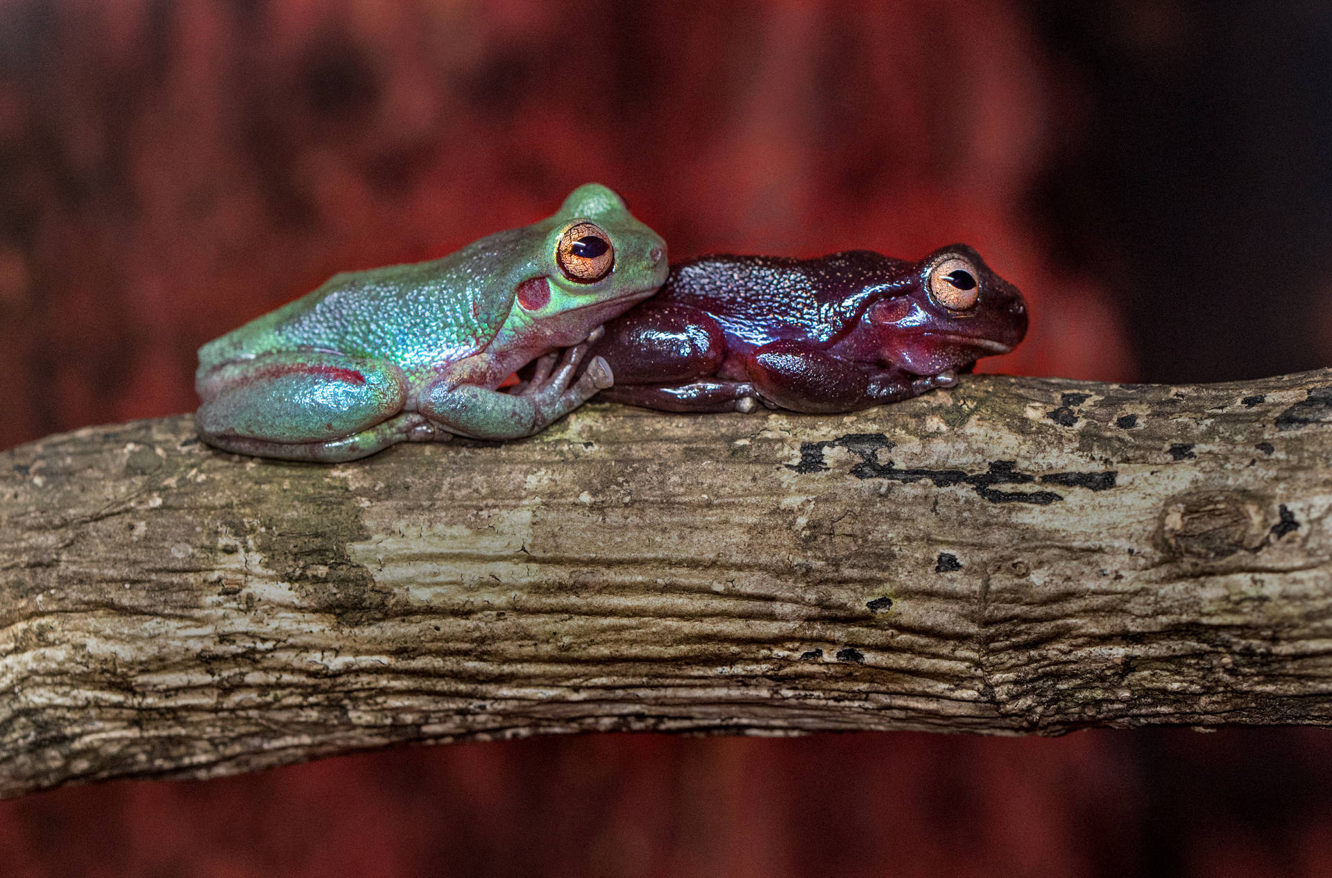Cute Frogs Green And Red Skin