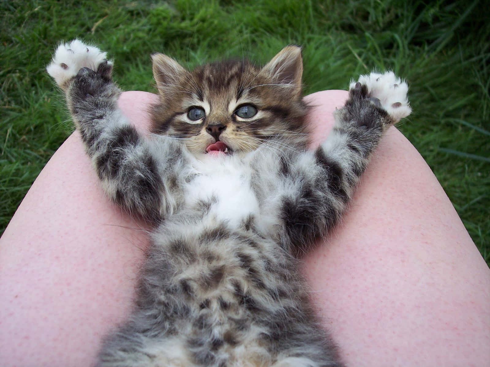 Cute Funny Cat Tabby Kitten Hands Up Pictures