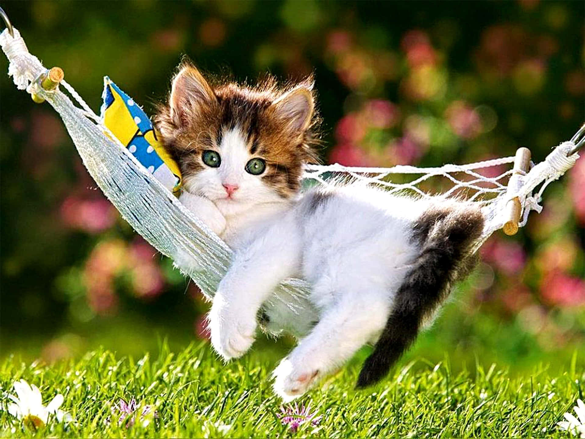 Cute Funny Cat Chill On The Hammock Pictures