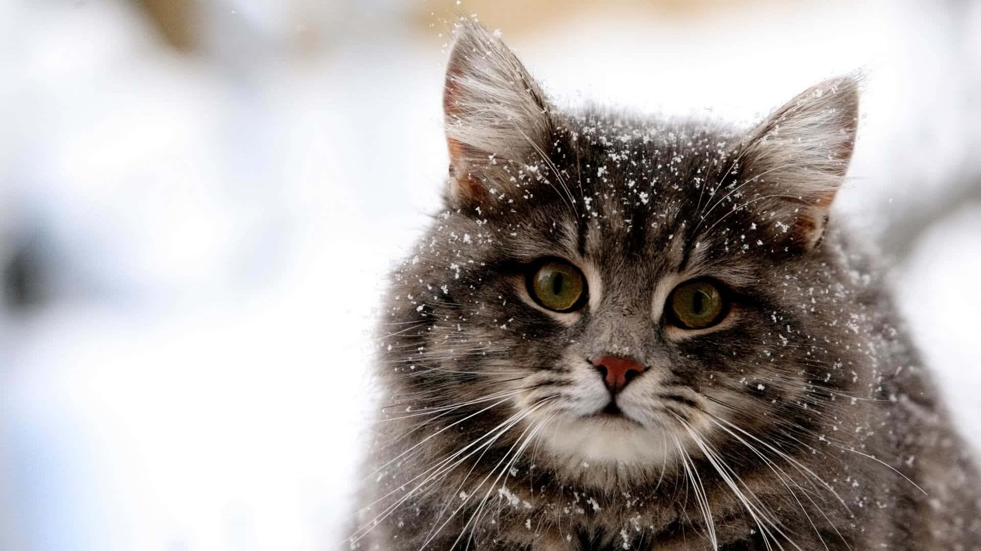Cute Funny Cat Siberian On Snow Pictures