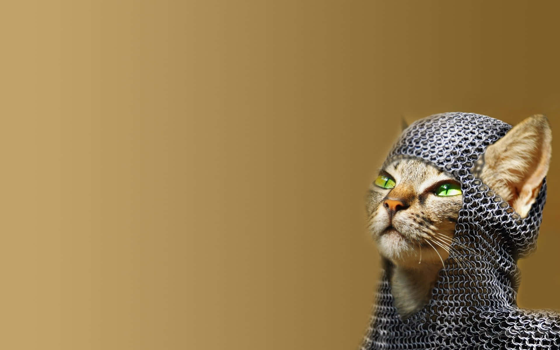 Cute Funny Cat Medieval Knight Costume Pictures