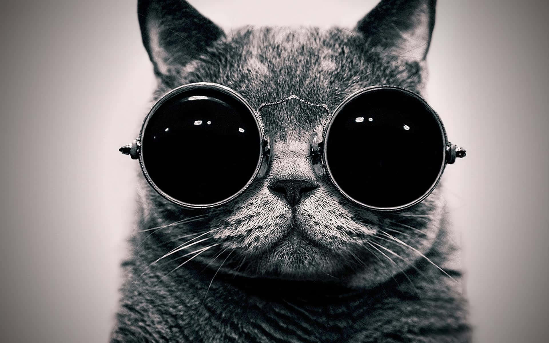 Cute Funny Cat Big Sun Shades Pictures