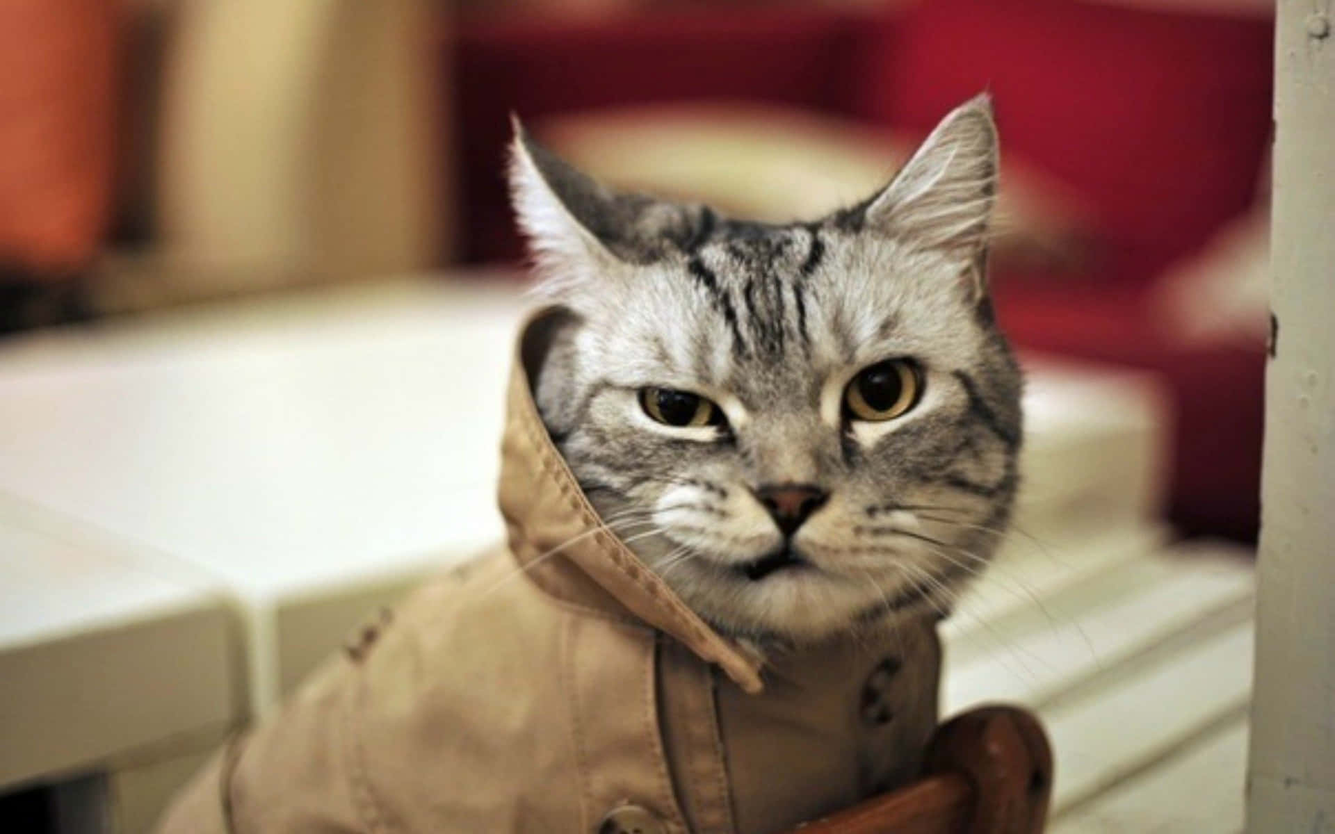 Niedlichelustige Katze Mit Schelmischem Ausdruck - Amerikanisch Kurzhaar Bilder