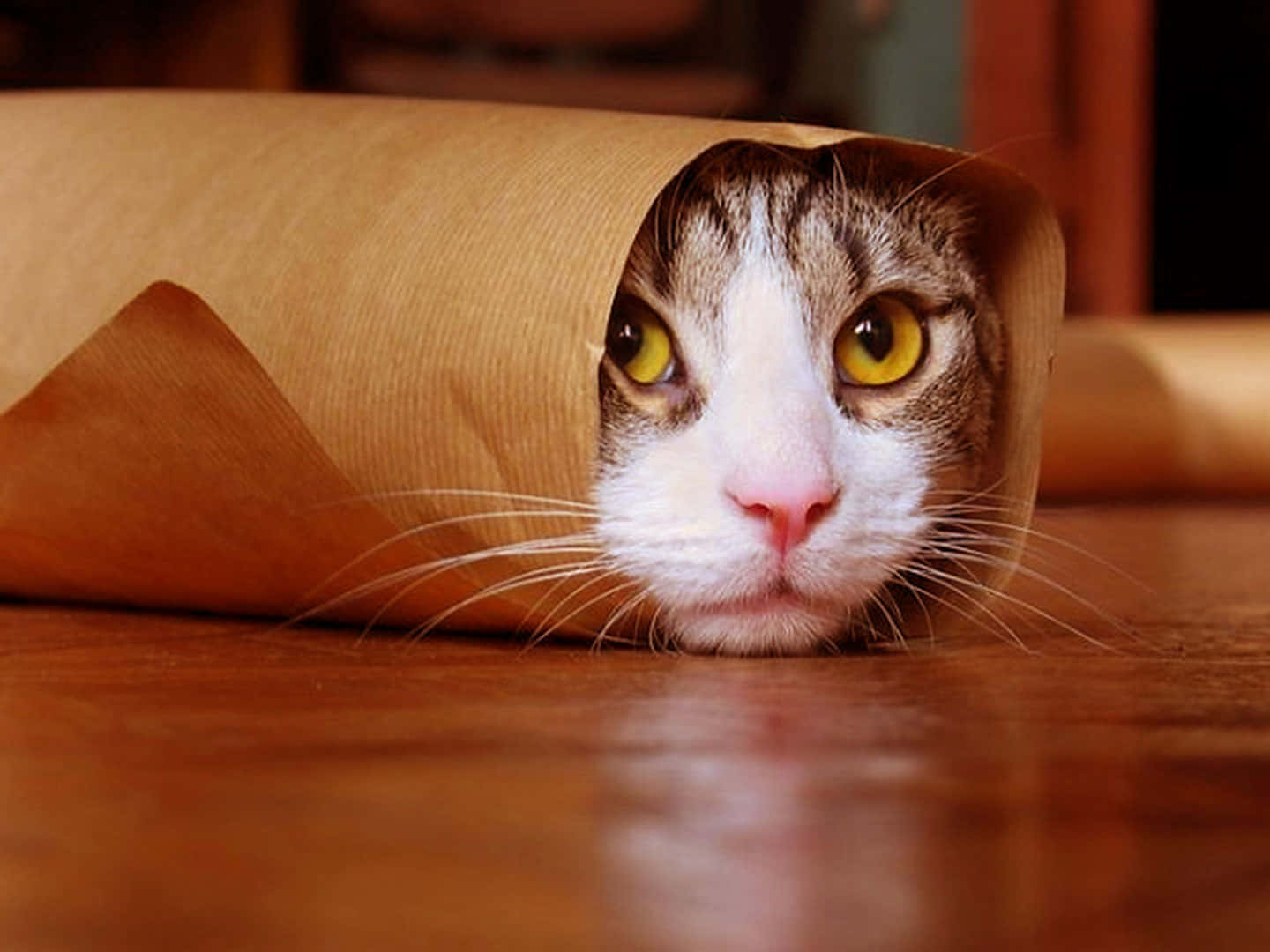 Cute Funny Cat Burrito Wrapped Photography Pictures