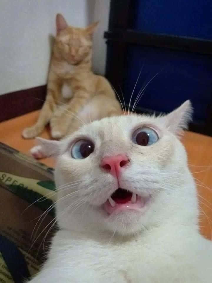 Cute Funny Cat Silly Shocked Face Selfie Pictures