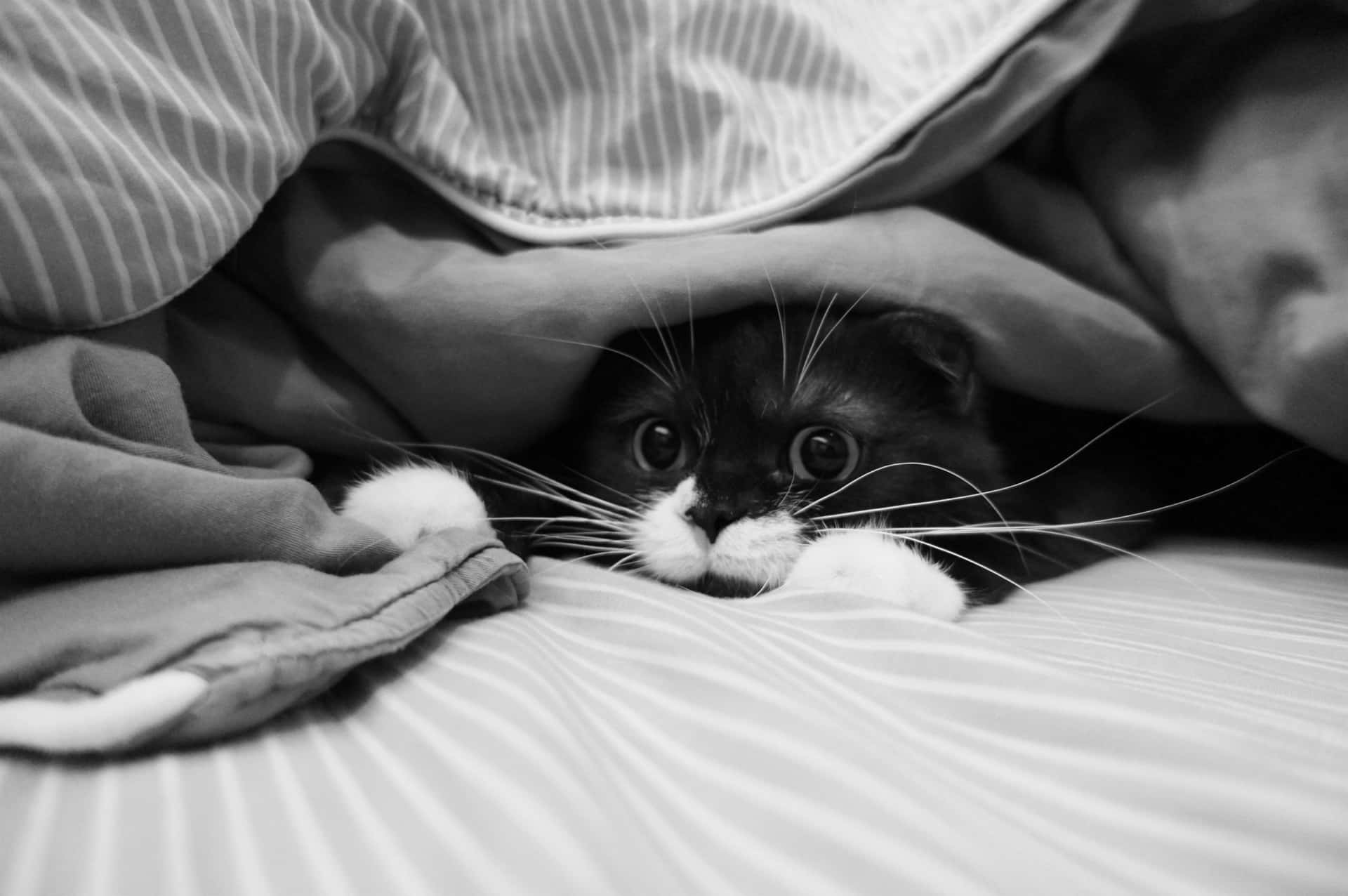 Cute Funny Cat Cozy Under The Sheets Pictures