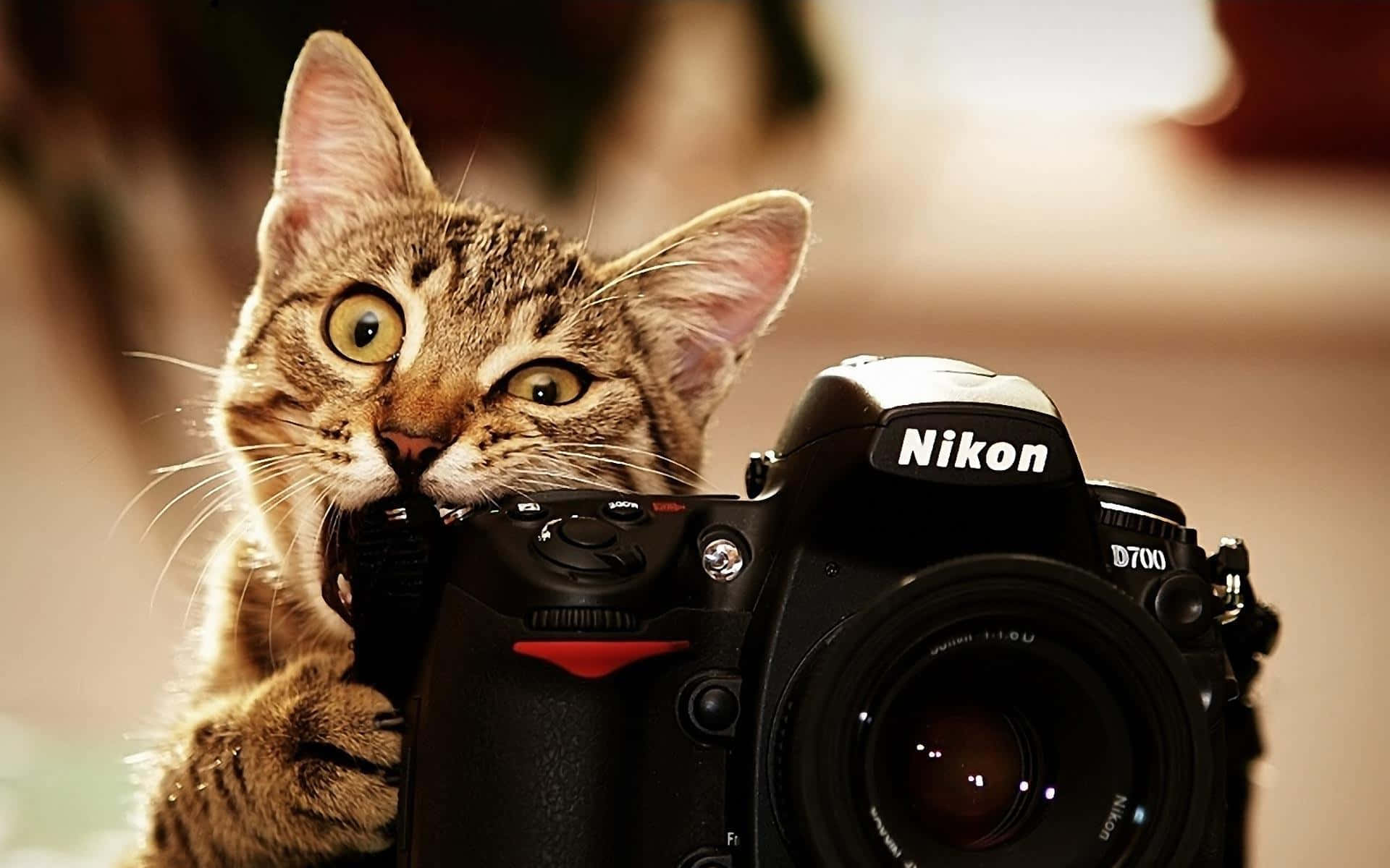 Cute Funny Cat Biting Camera Pictures