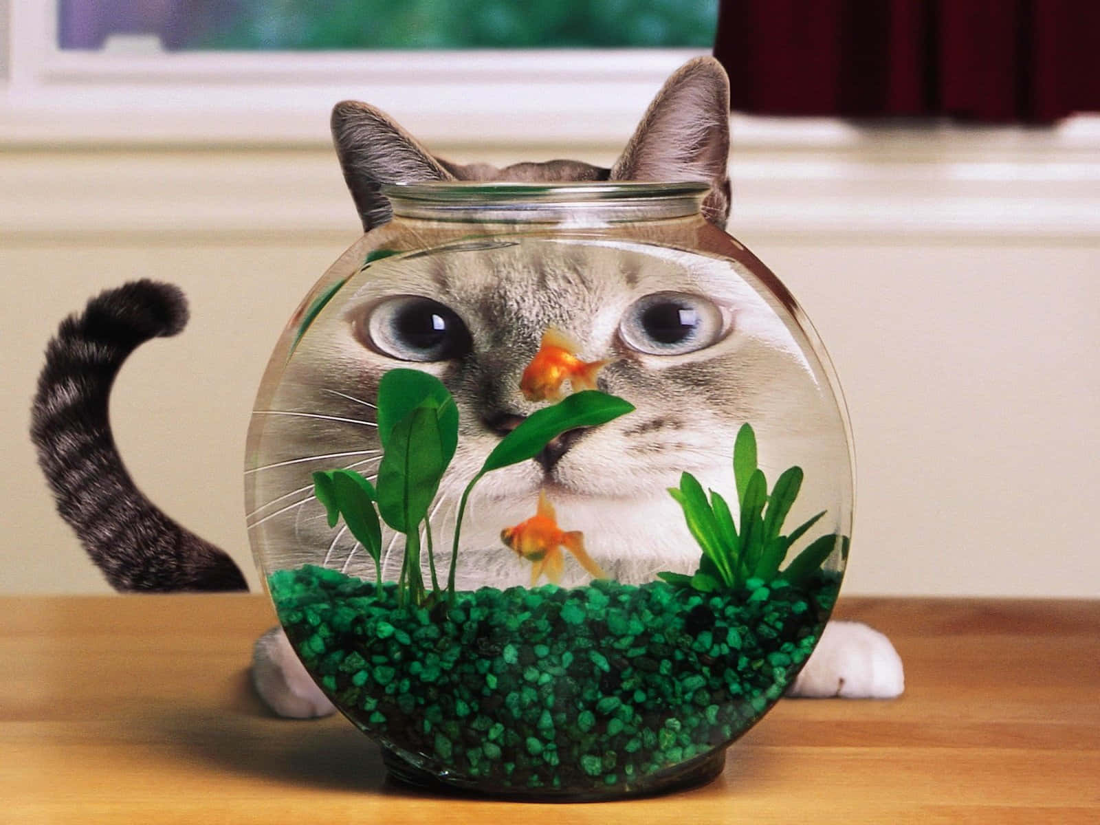 Niedlichelustige Katze Starrt Auf Bilder Von Goldfischen Im Aquarium.