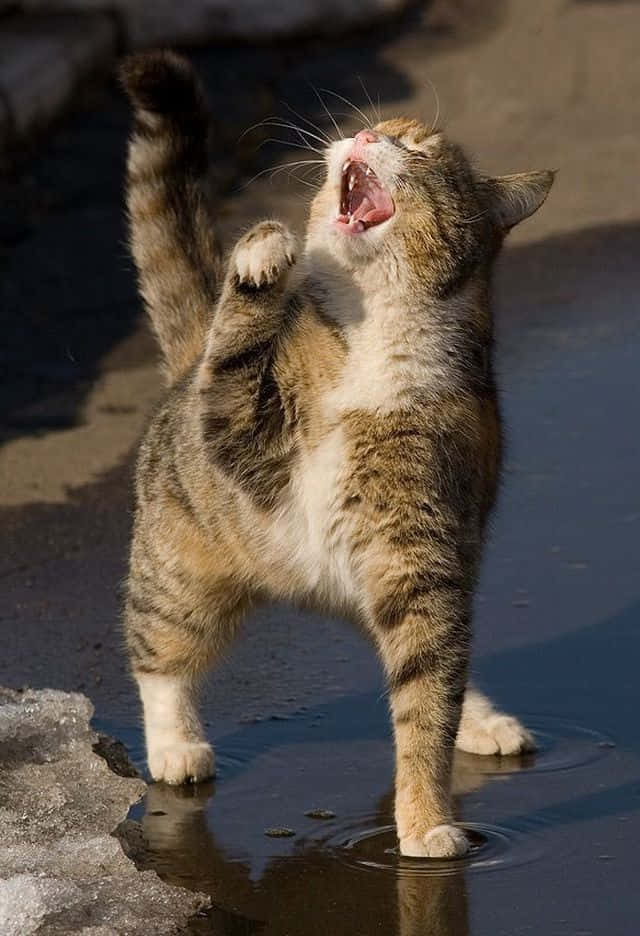 Søde morsomme kat yawn fotografi billeder wallpaper