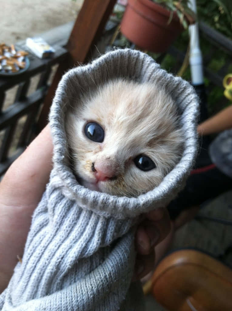 Cute Funny Cat Sweater Swaddled Pictures