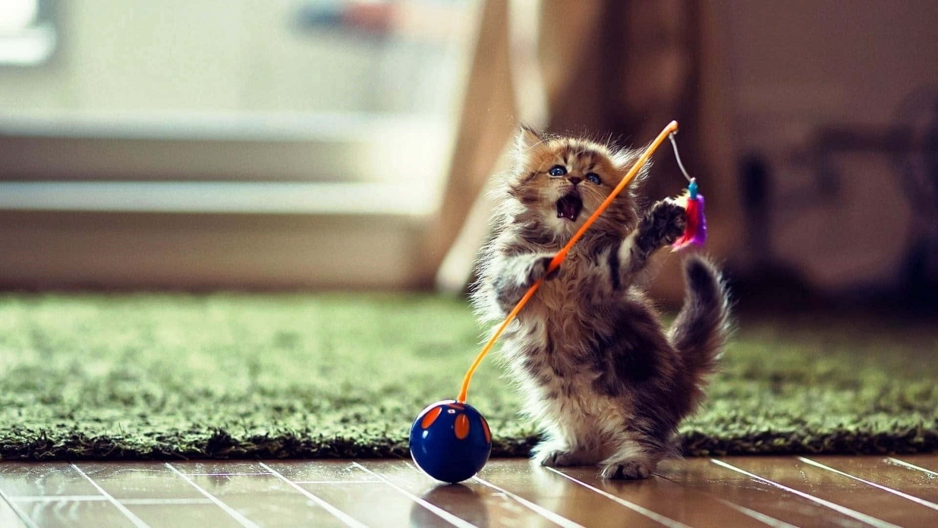 Cute Funny Cat Playing With Feathered Ball Pictures