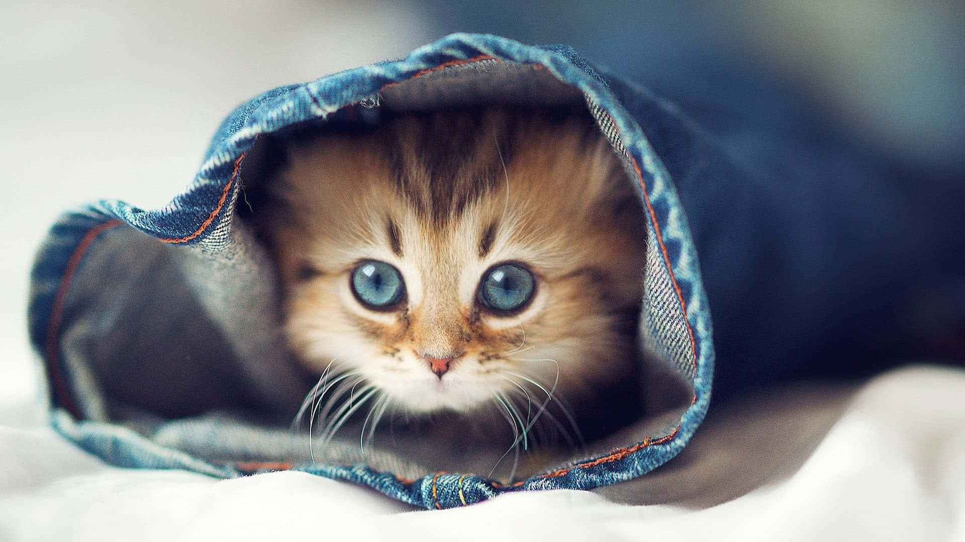 Cute Funny Cat Hiding Under Blankets Pictures