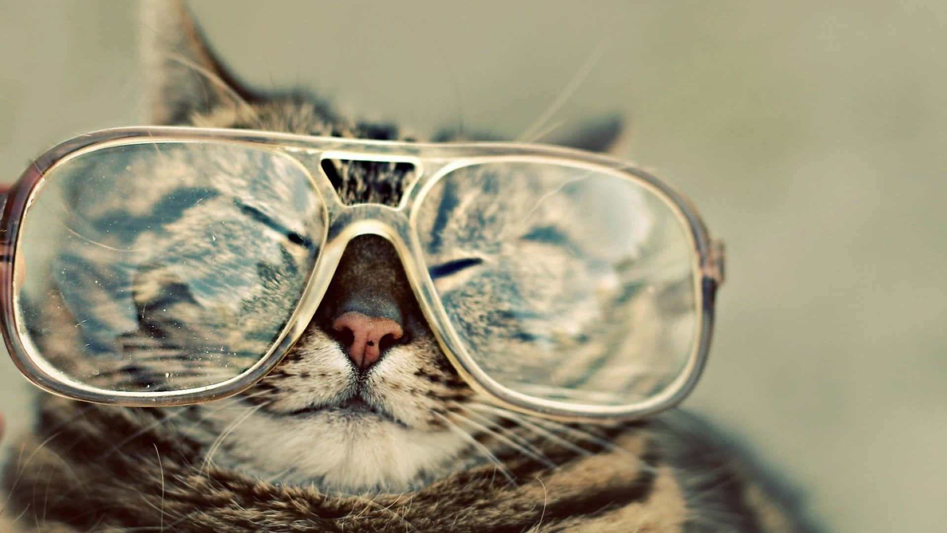 Imagensengraçadas De Um Gatinho Fofo Usando Óculos Aviador Dos Anos 80.