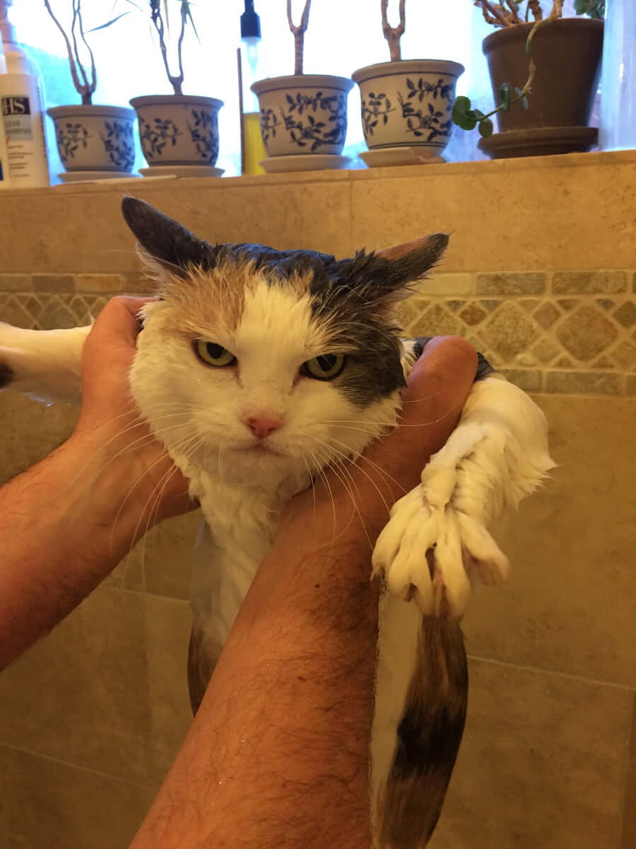 Cute Funny Cat Angry Reaction Bath Time Pictures