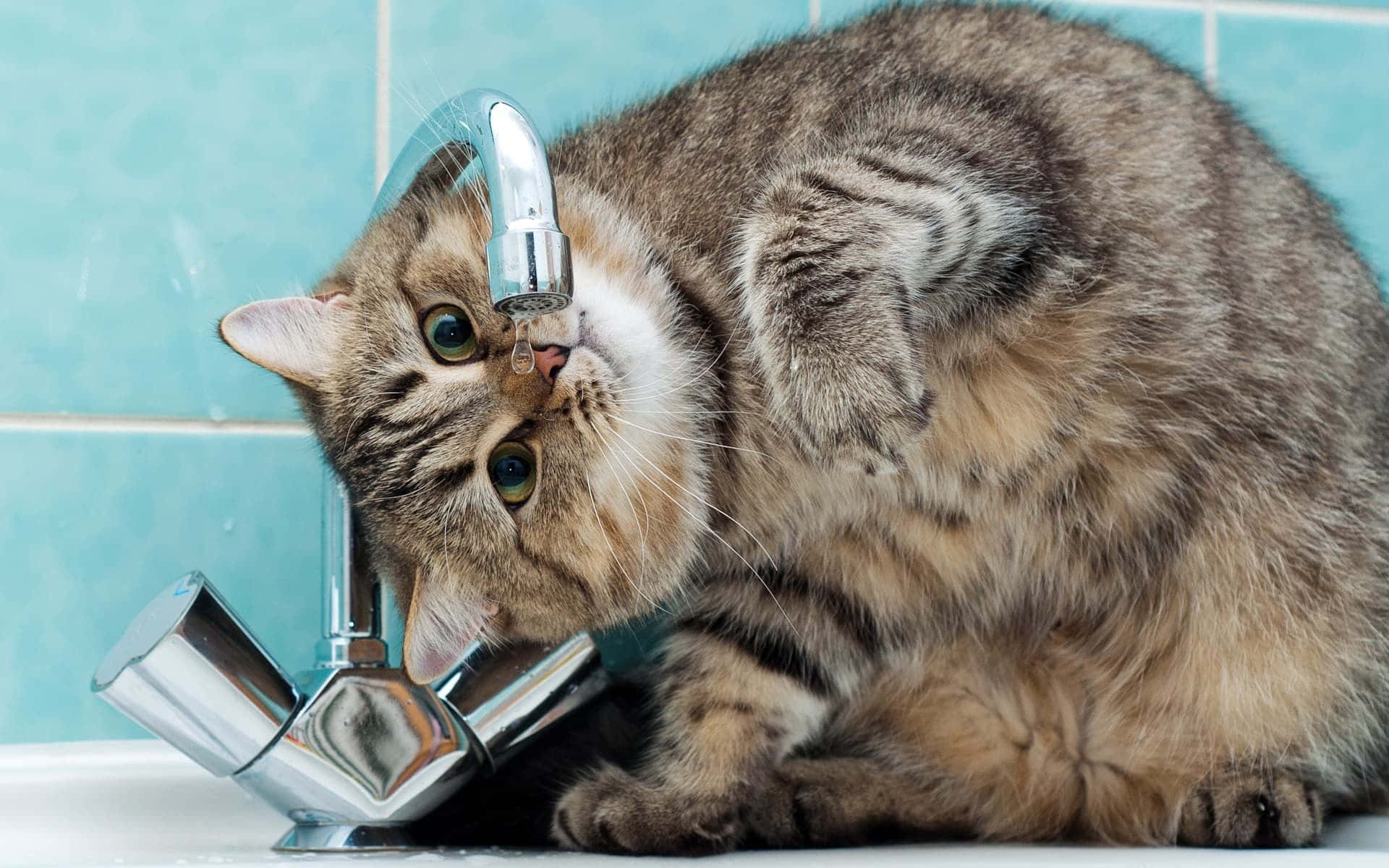Niedlichelustige Katzentoilette Mit Neugierigen Bildern Von Wasser Im Waschbecken.