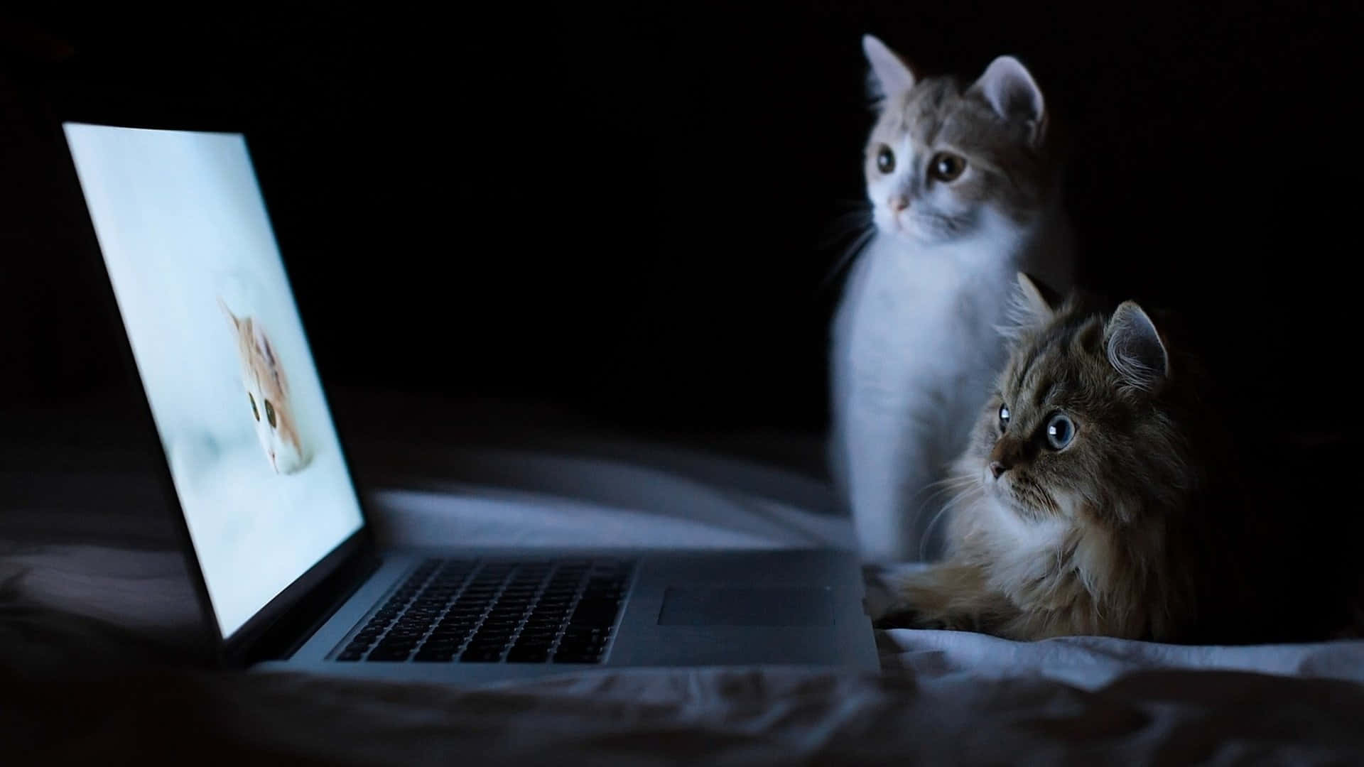 Cute Funny Cat Watching Computer Videos Pictures